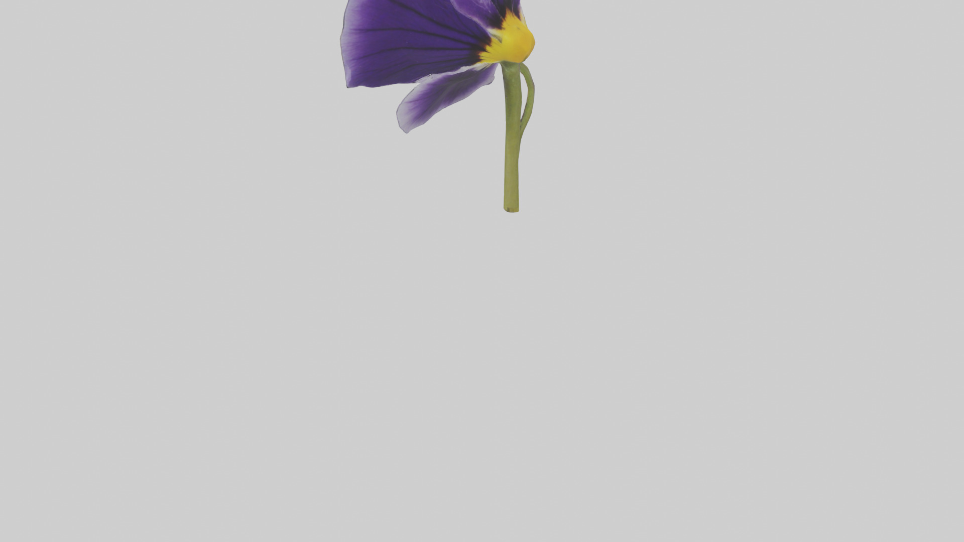 Pansy model Low-poly 3D model_3