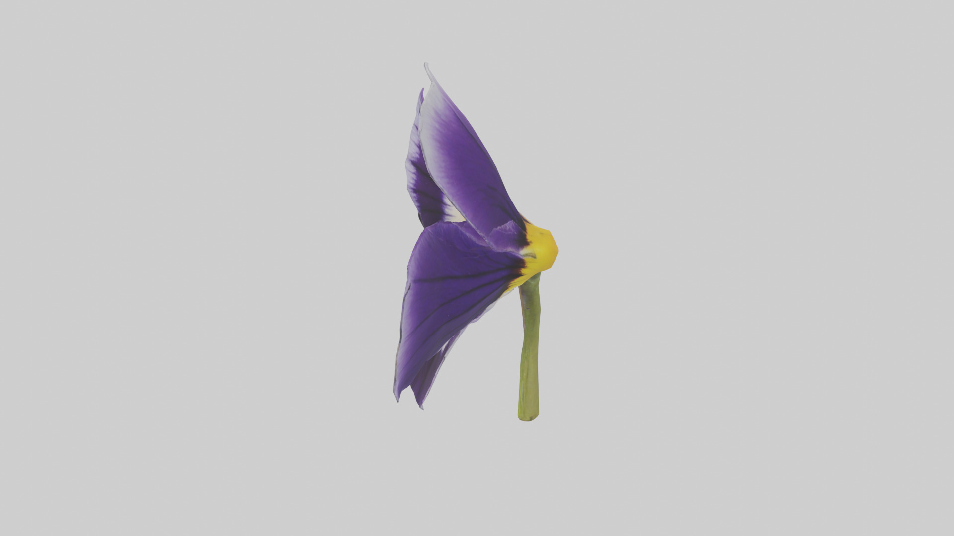 Pansy model Low-poly 3D model_17