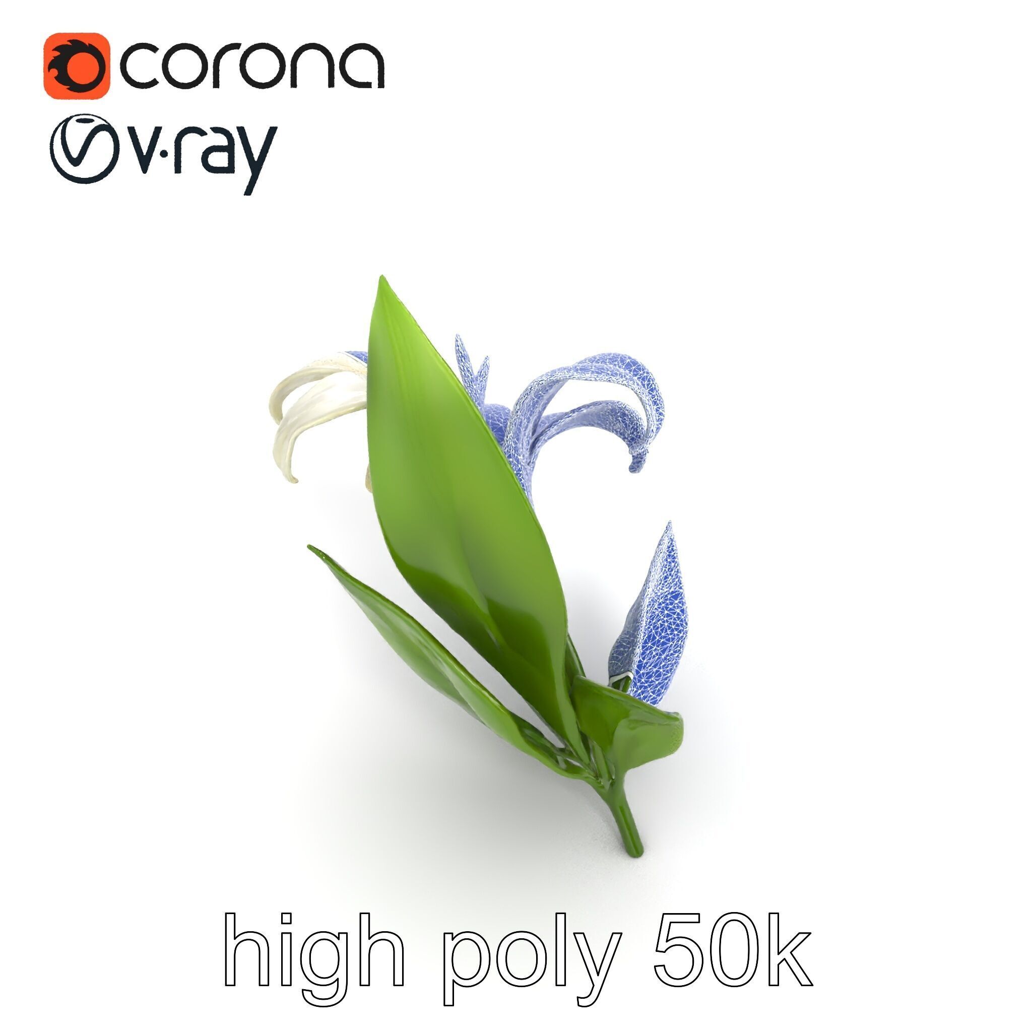 Longiflorum Lily Elegant Petals model pack Low-poly 3D model_10