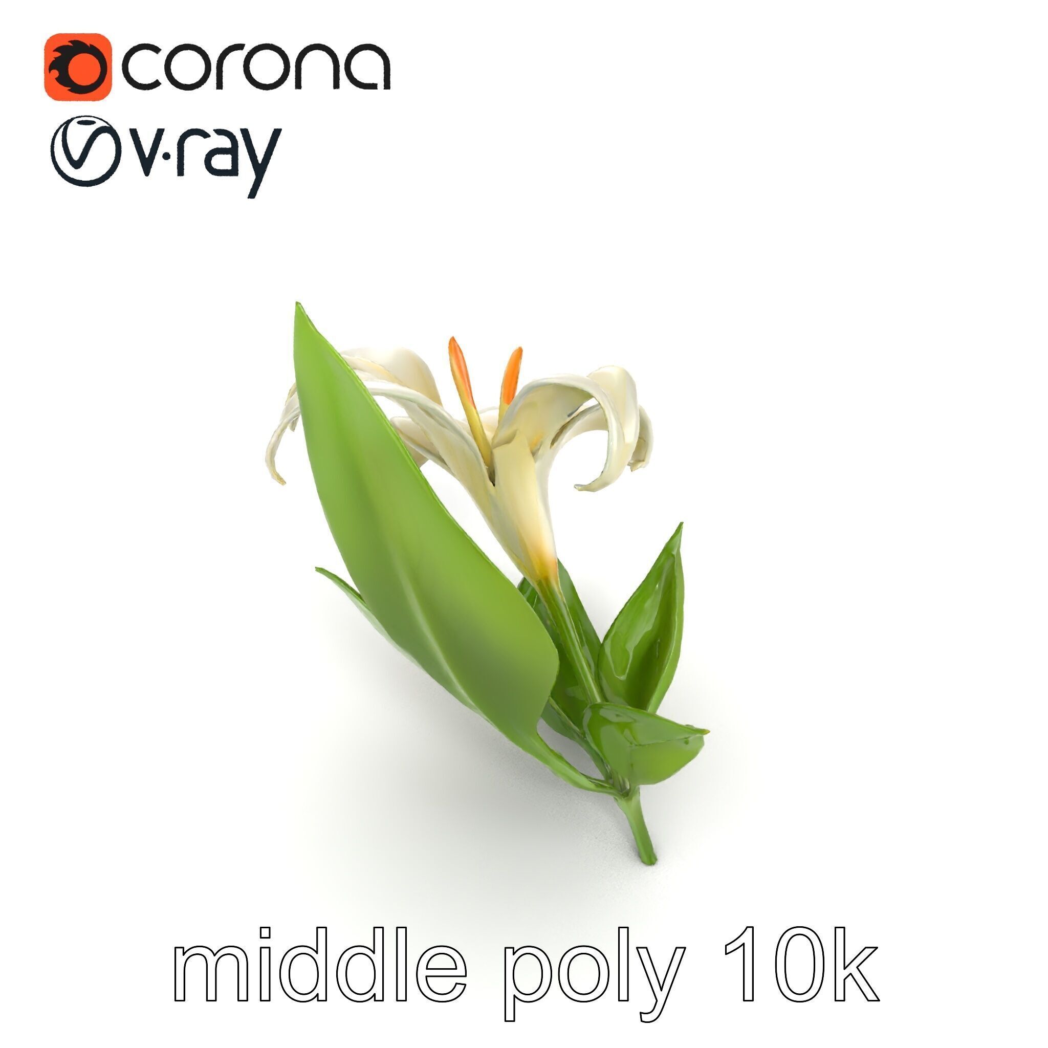Longiflorum Lily Elegant Petals model pack Low-poly 3D model_22