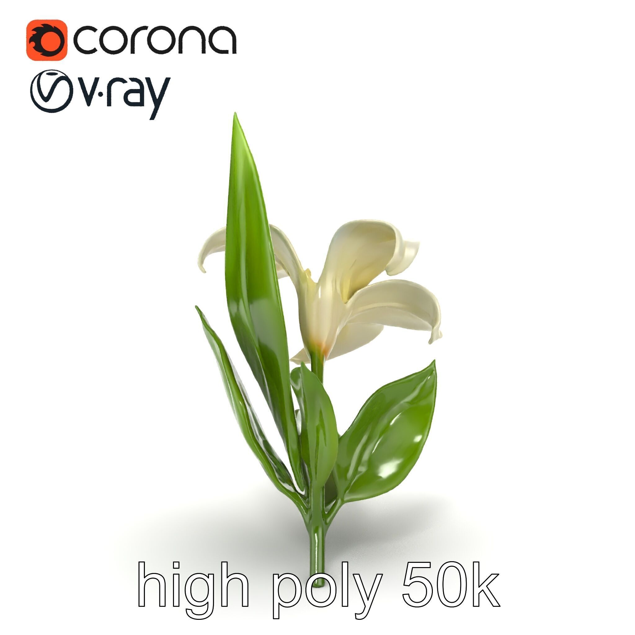 Longiflorum Lily Elegant Petals model pack Low-poly 3D model_20