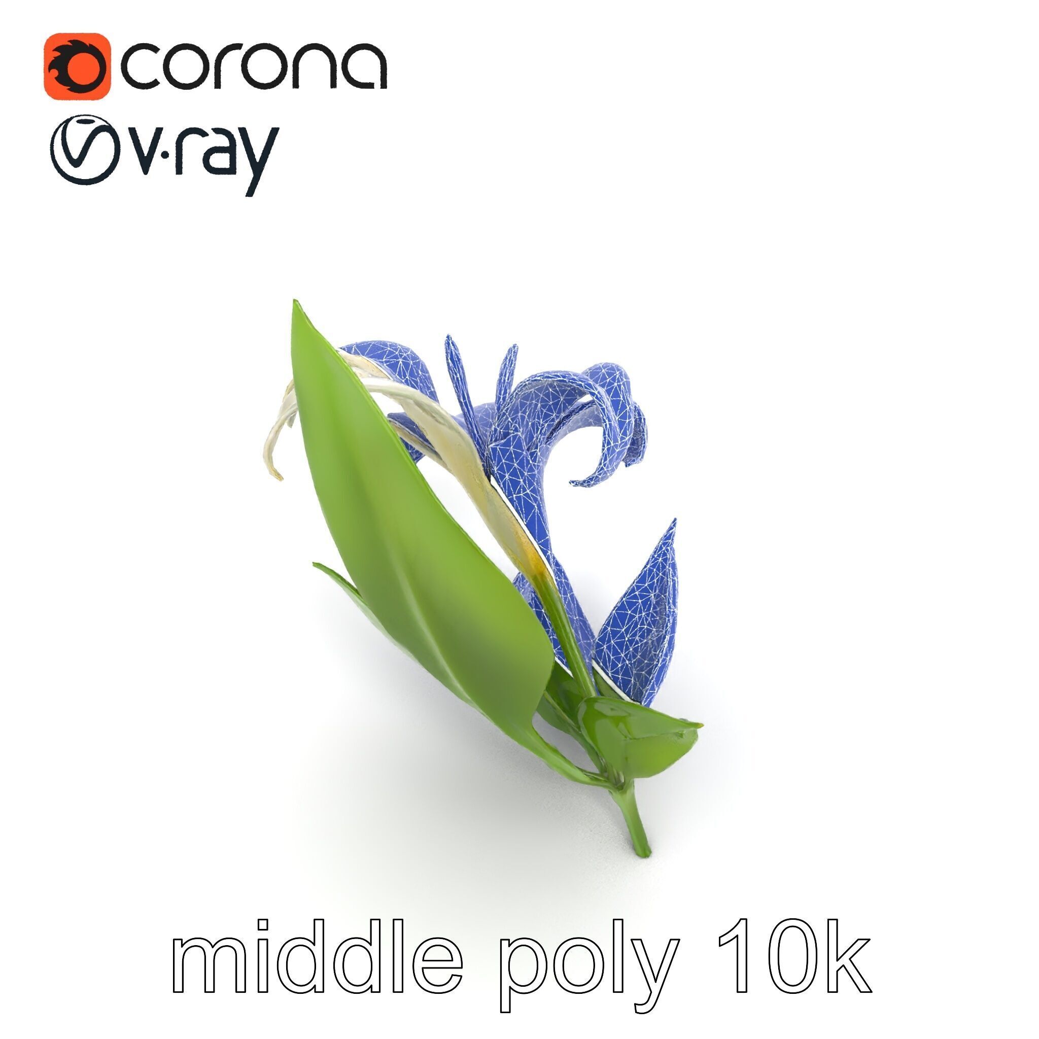 Longiflorum Lily Elegant Petals model pack Low-poly 3D model_29