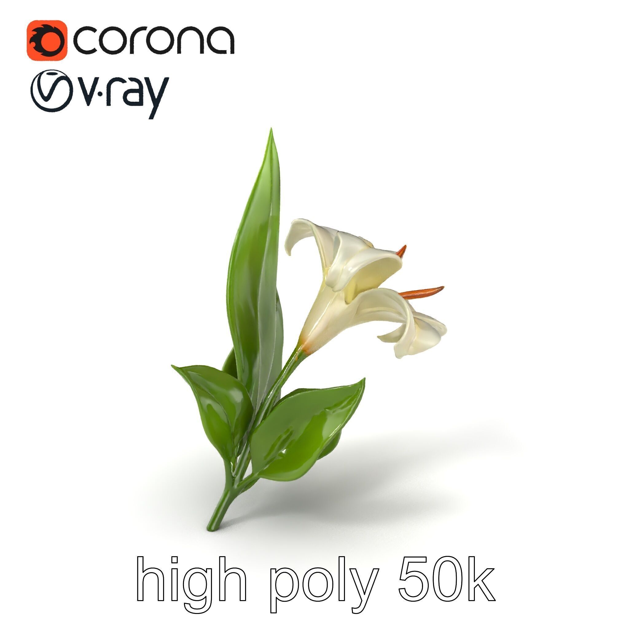 Longiflorum Lily Elegant Petals model pack Low-poly 3D model_2