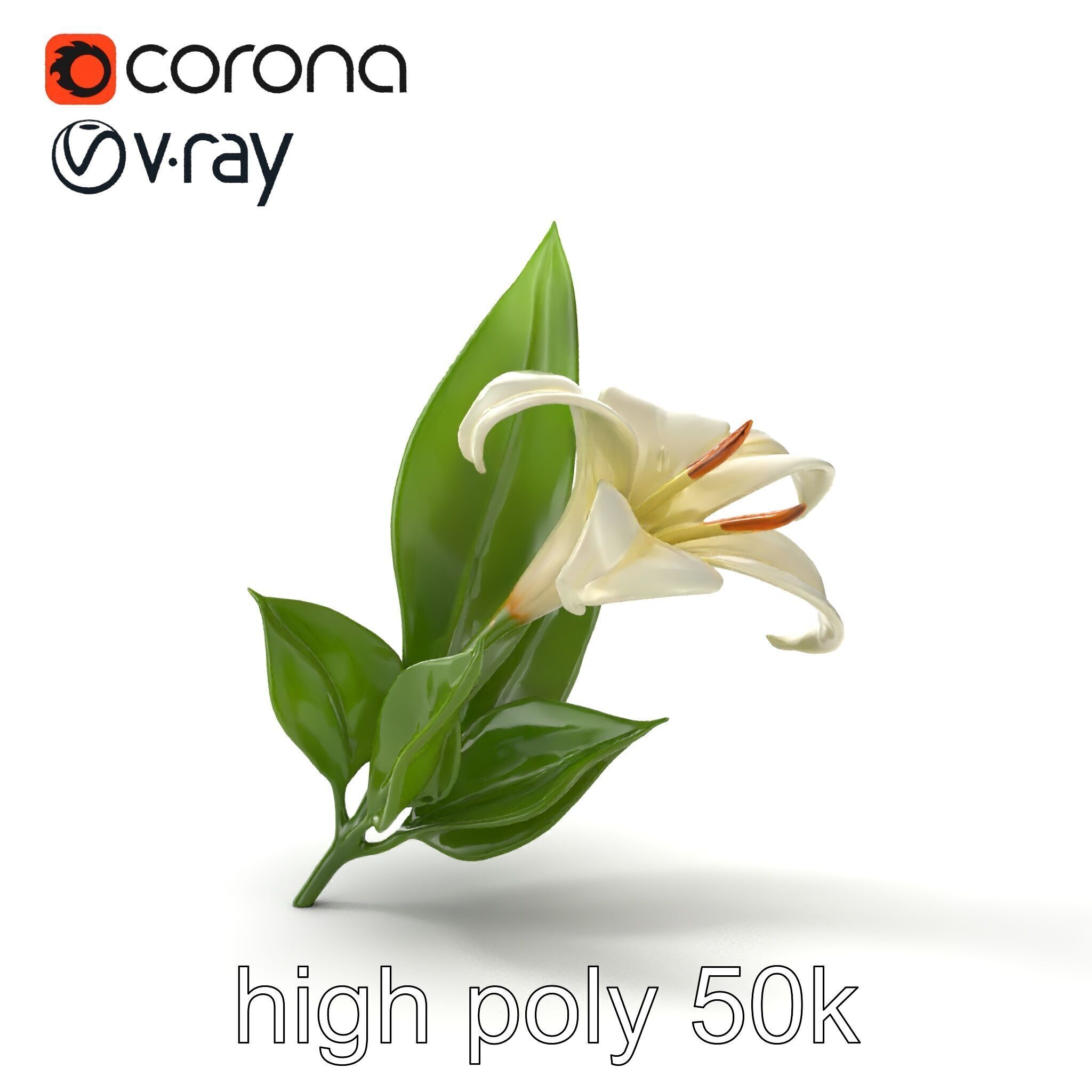 Longiflorum Lily Elegant Petals model pack Low-poly 3D model_24