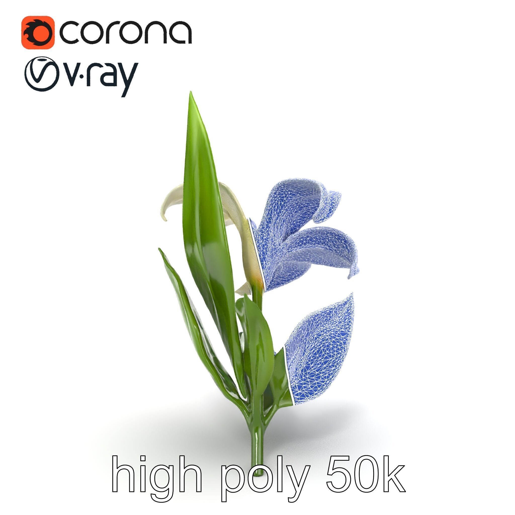 Longiflorum Lily Elegant Petals model pack Low-poly 3D model_27