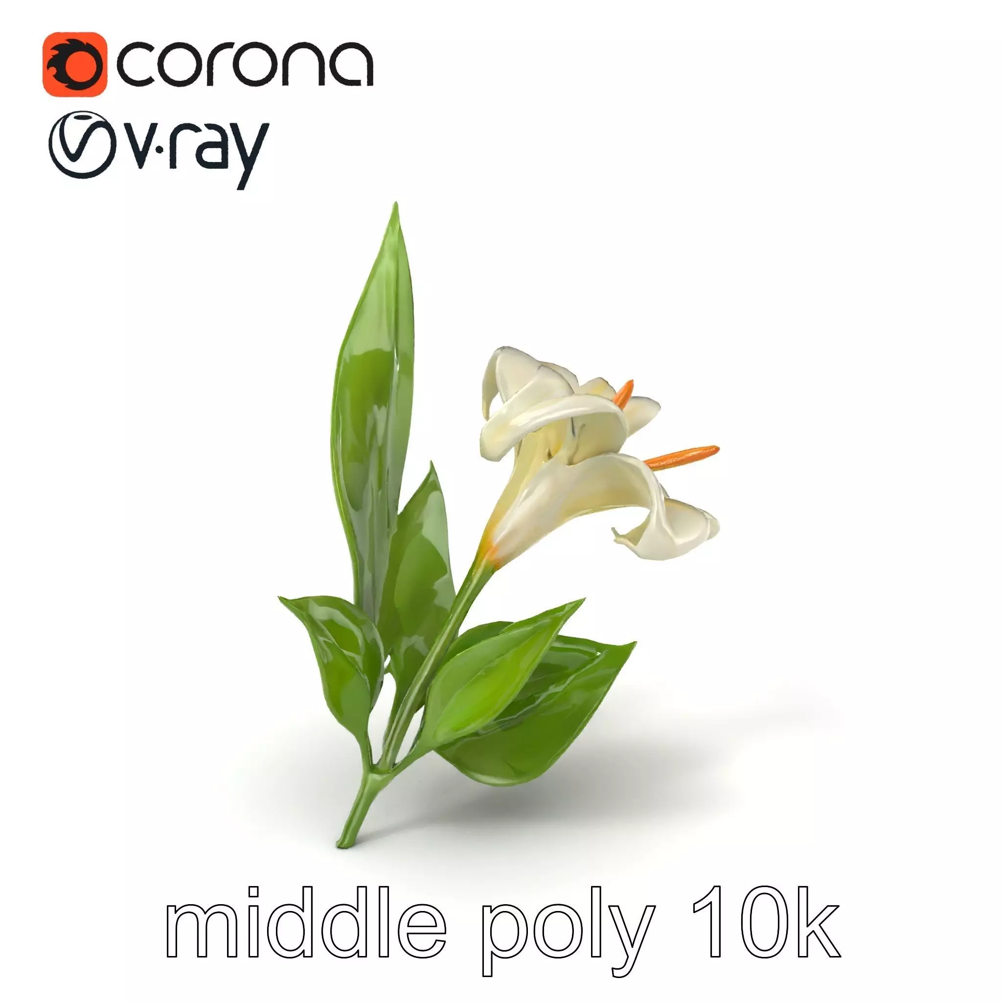 Longiflorum Lily Elegant Petals model pack Low-poly 3D model_0