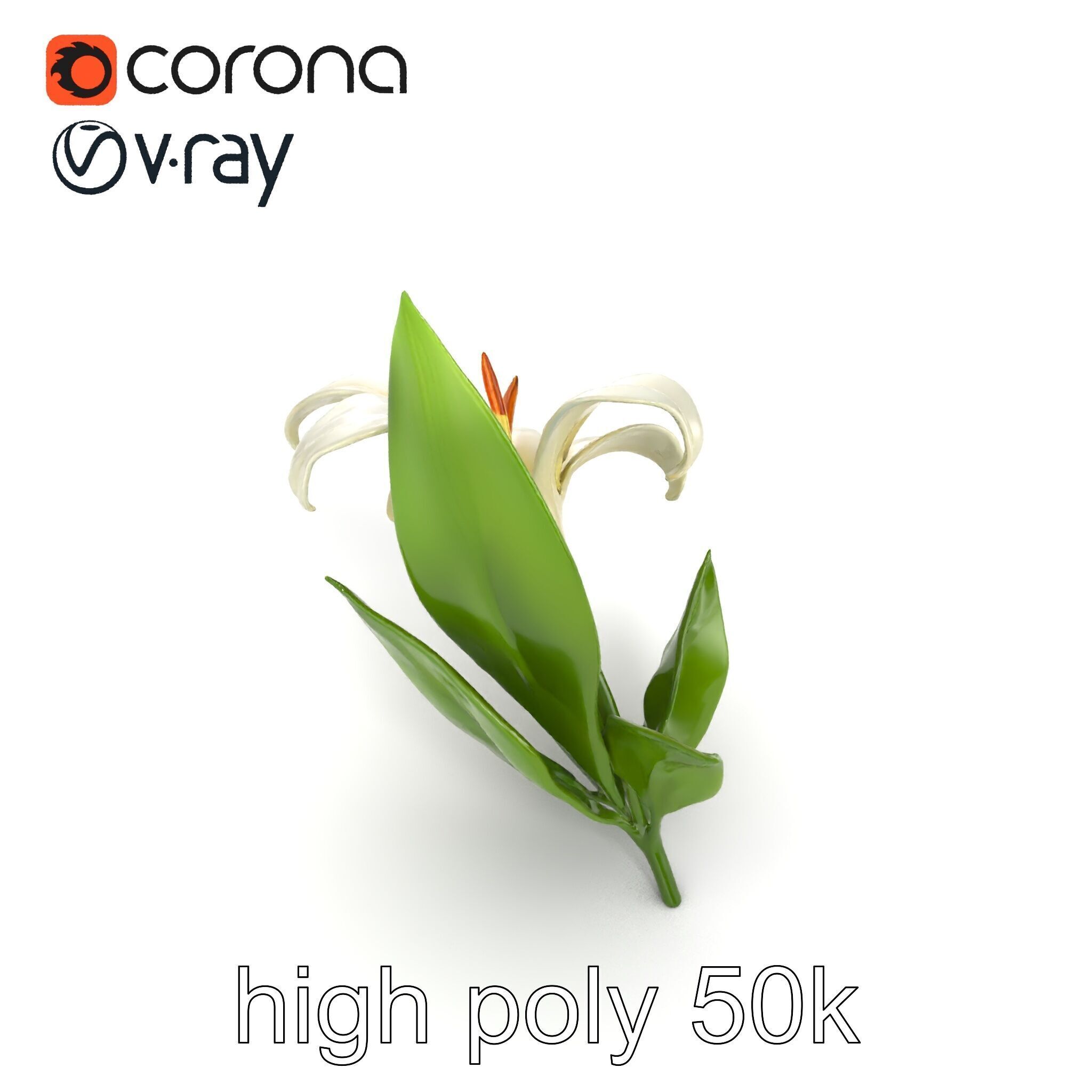 Longiflorum Lily Elegant Petals model pack Low-poly 3D model_18