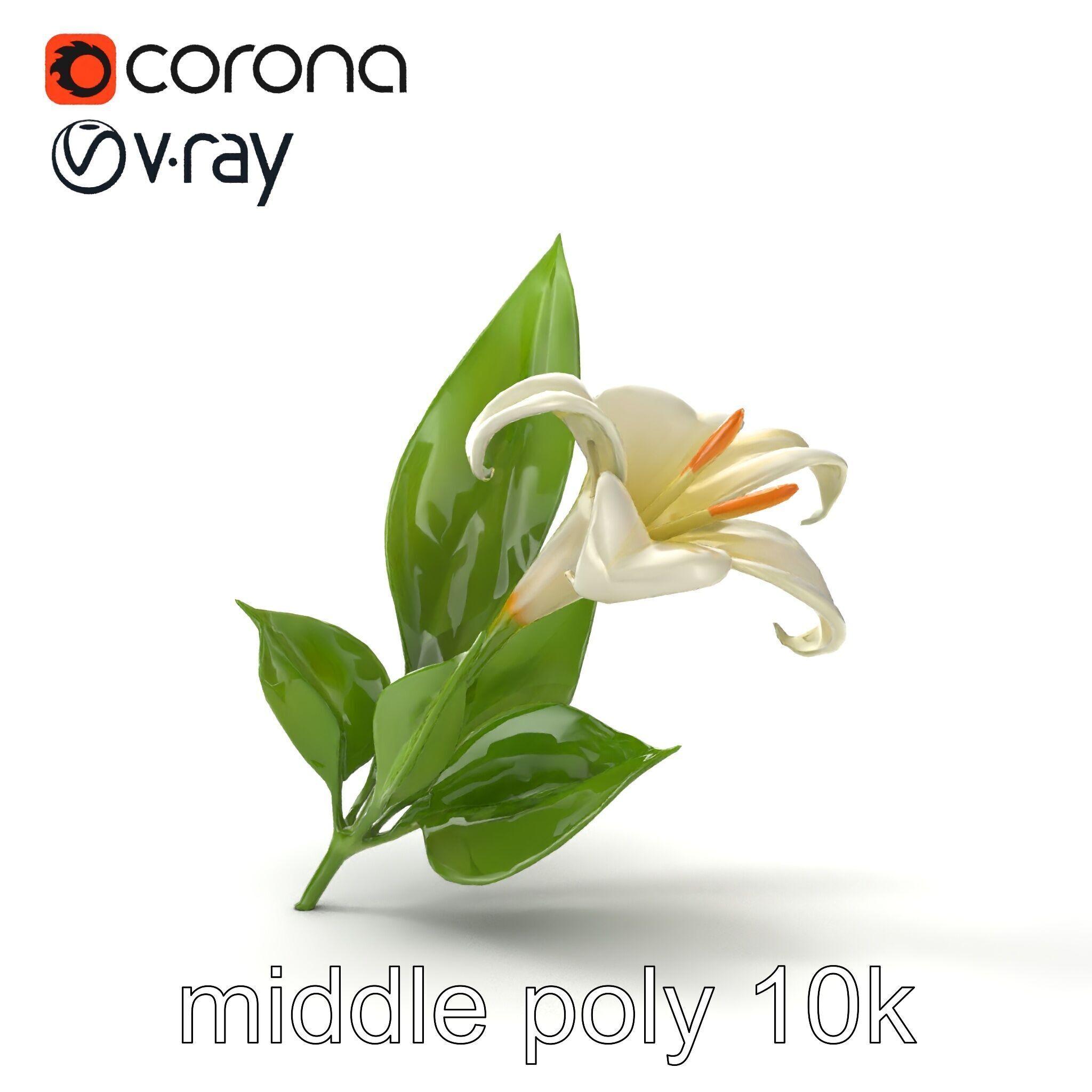 Longiflorum Lily Elegant Petals model pack Low-poly 3D model_14