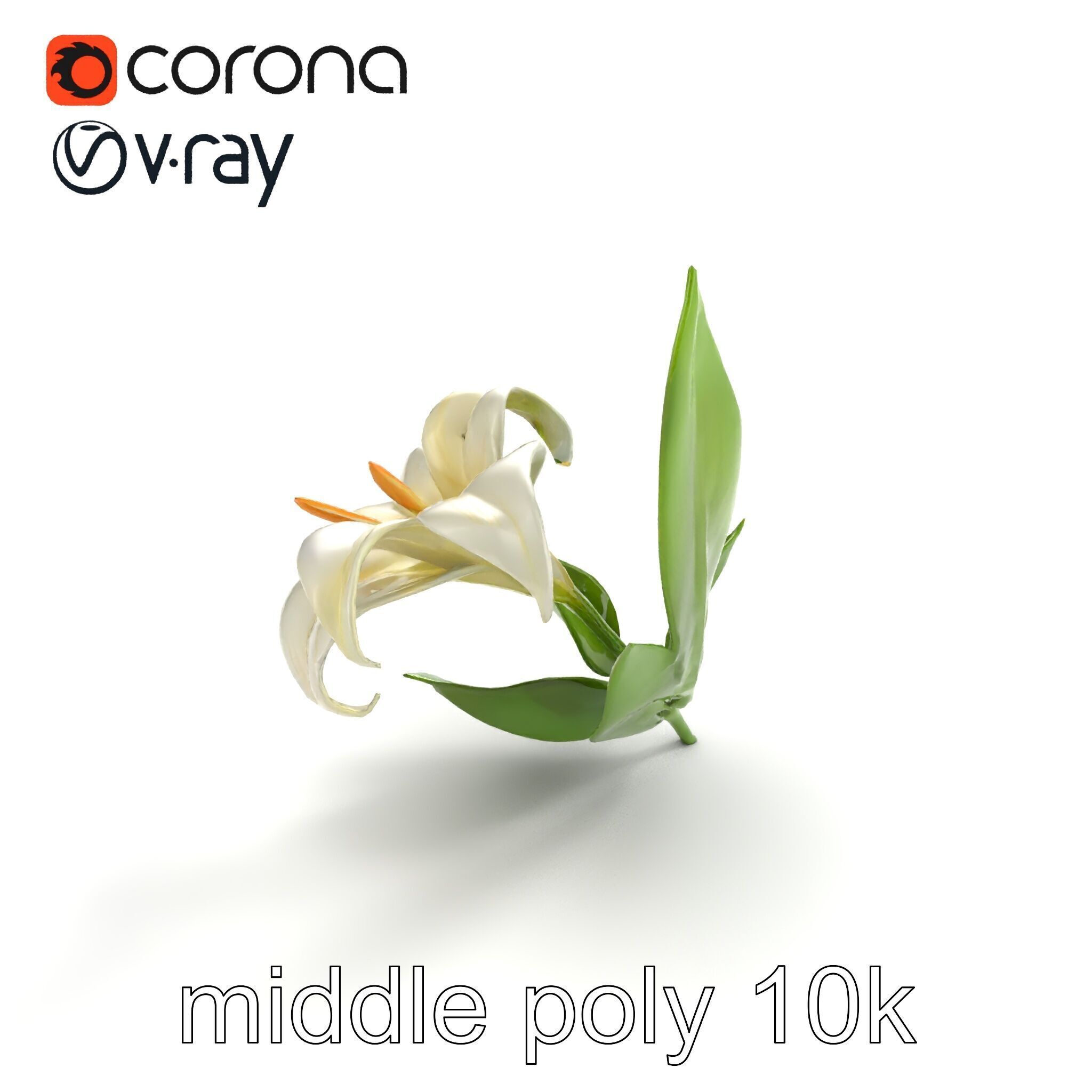 Longiflorum Lily Elegant Petals model pack Low-poly 3D model_7