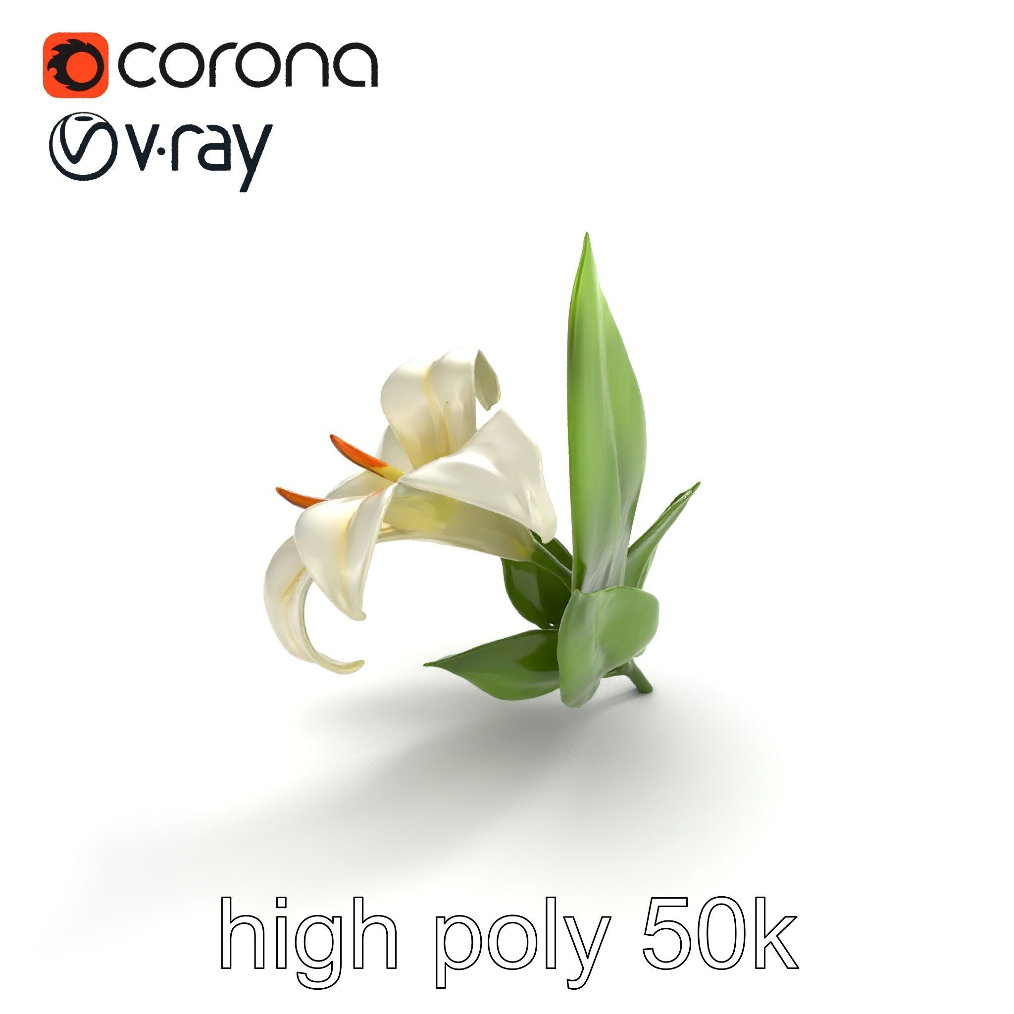 Longiflorum Lily Elegant Petals model pack Low-poly 3D model_9