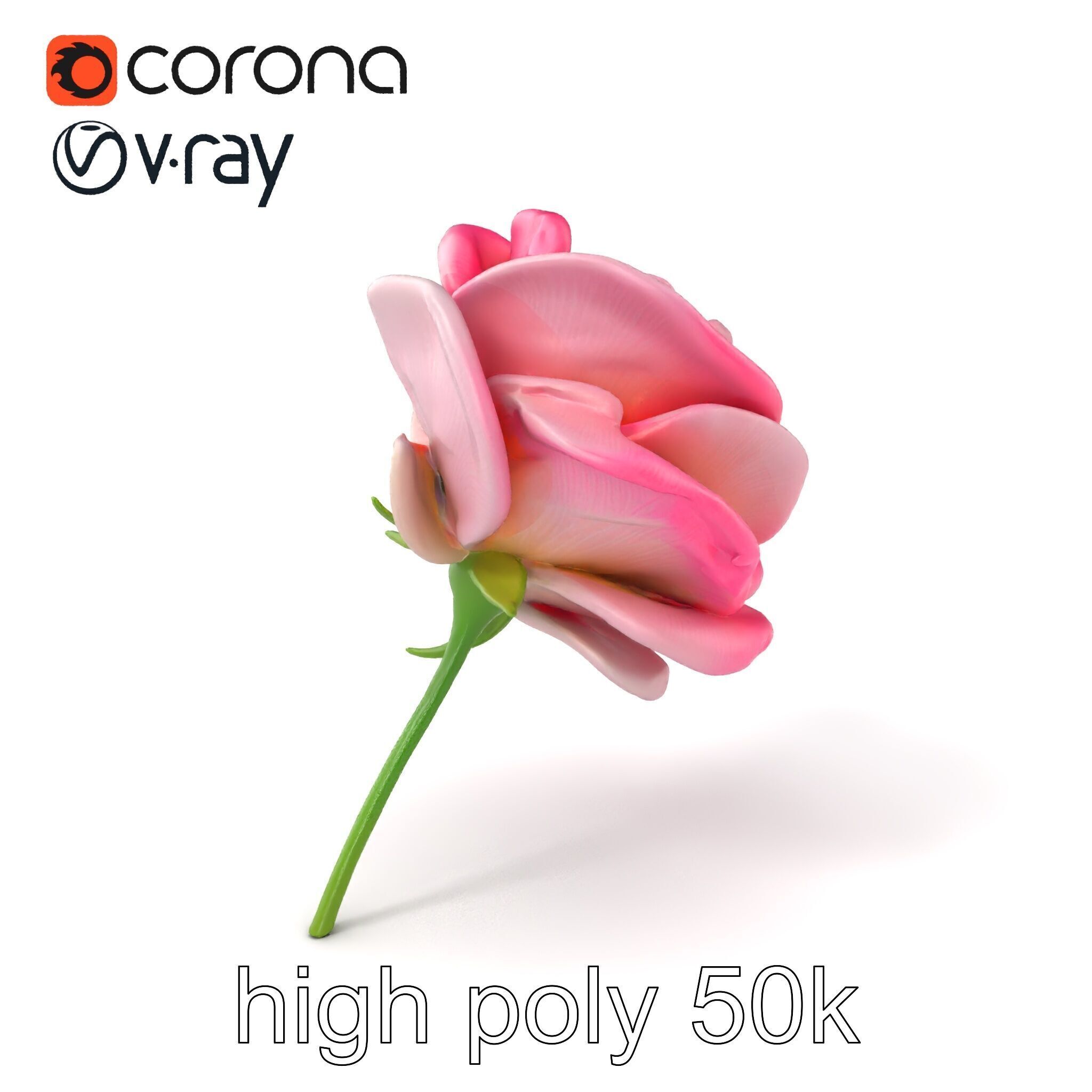 Rosa Odorata Tea Rose Large Flowers model pack Low-poly 3D model_2