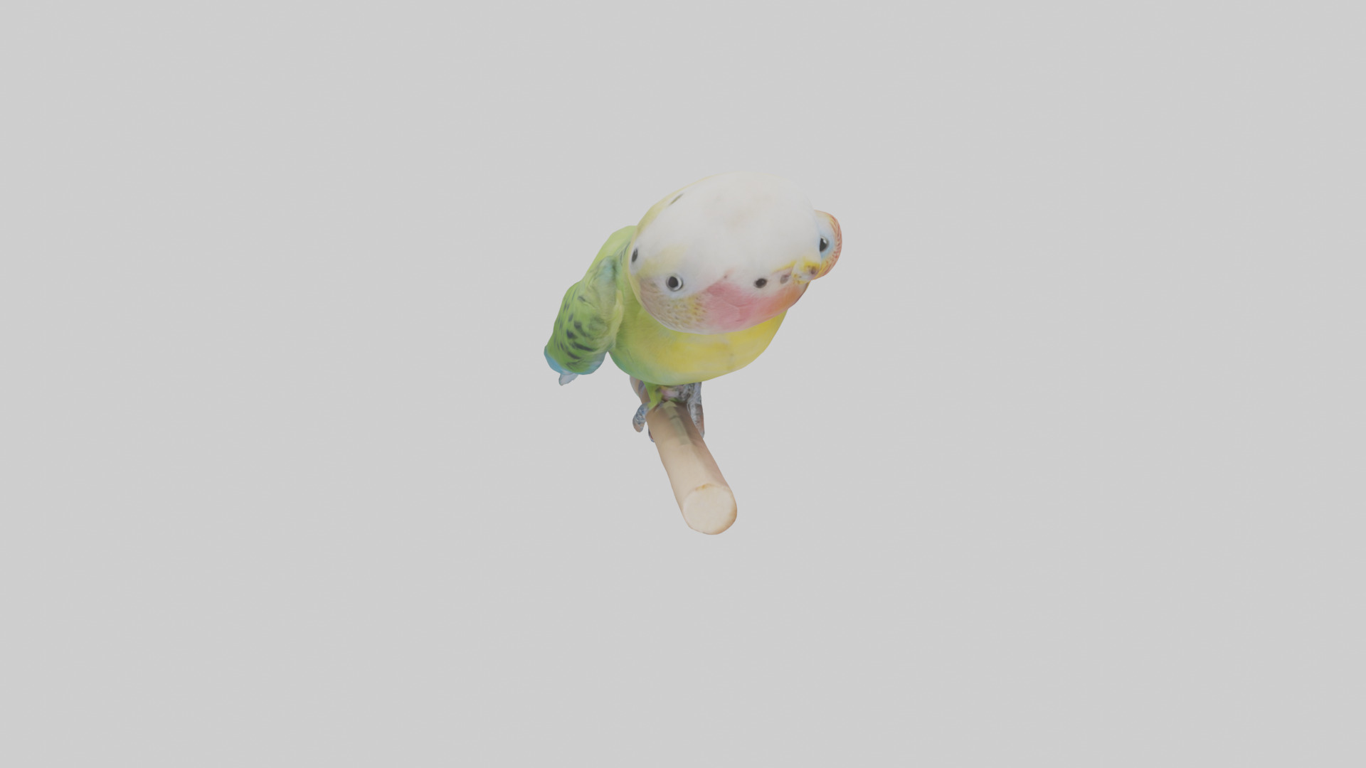 Parakeet playing model Low-poly 3D model_18