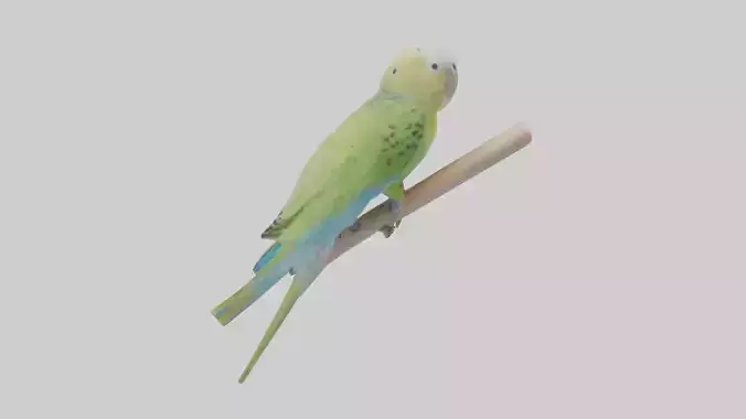 Parakeet playing model