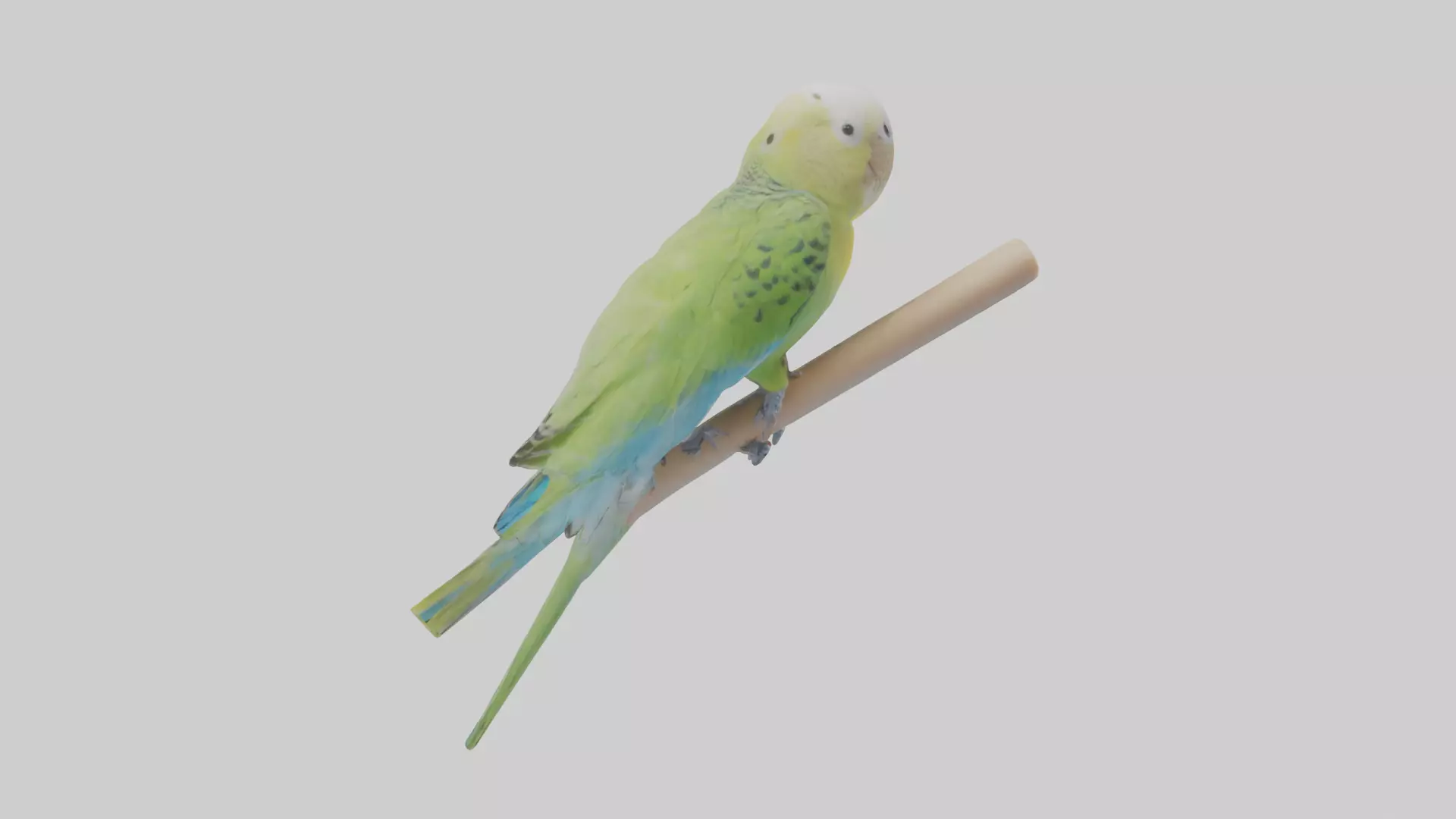 Parakeet playing model Low-poly 3D model_0