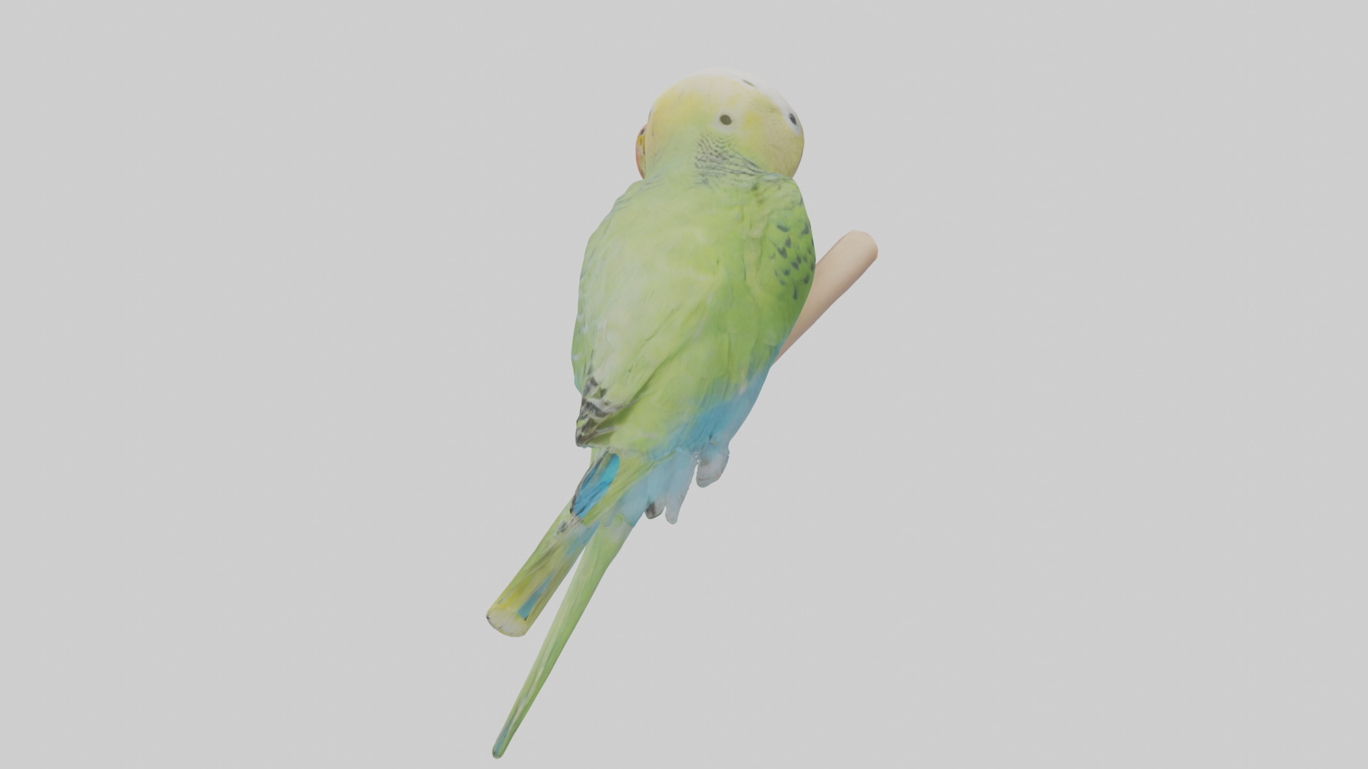 Parakeet playing model Low-poly 3D model_1