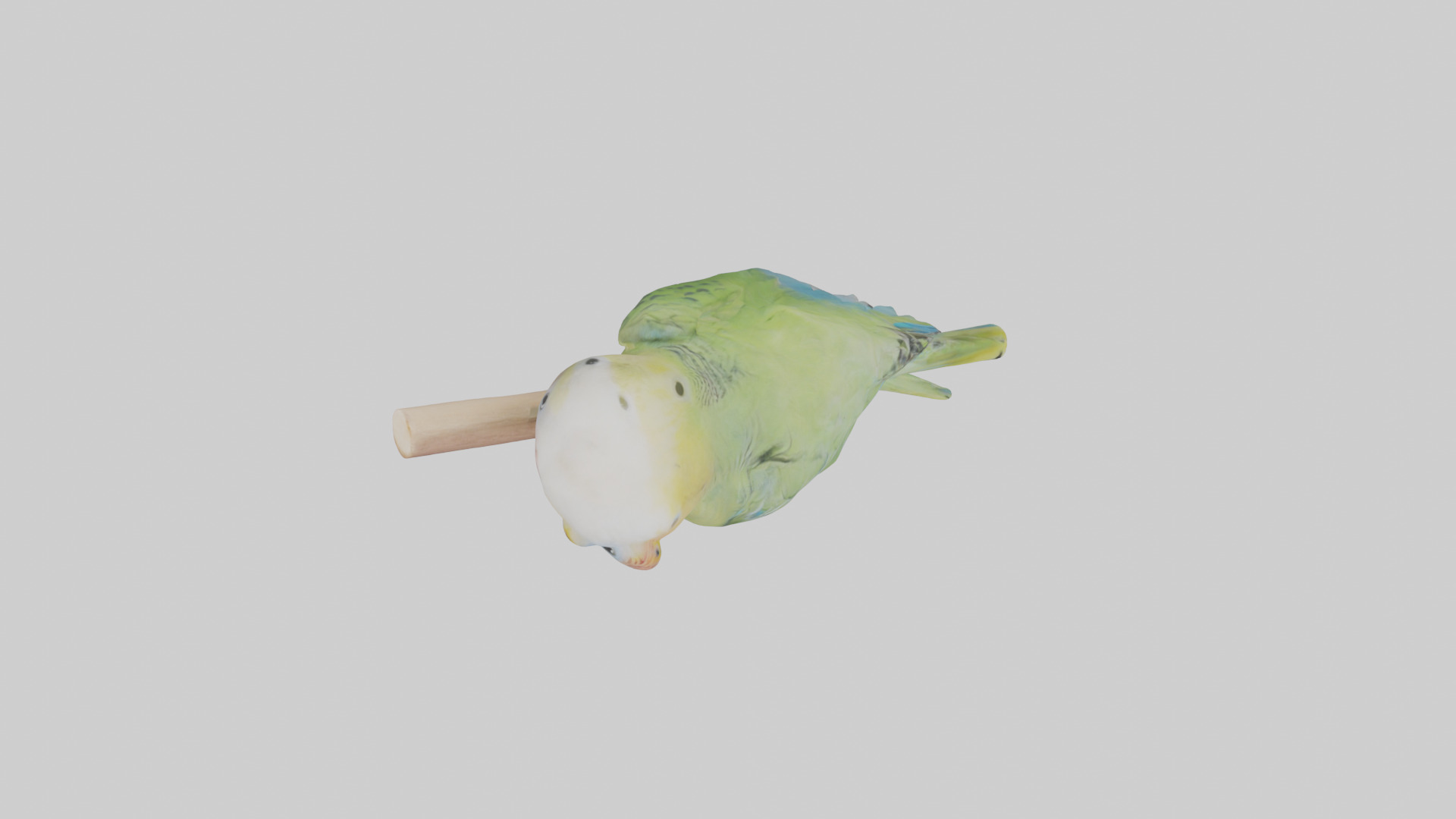 Parakeet playing model Low-poly 3D model_14
