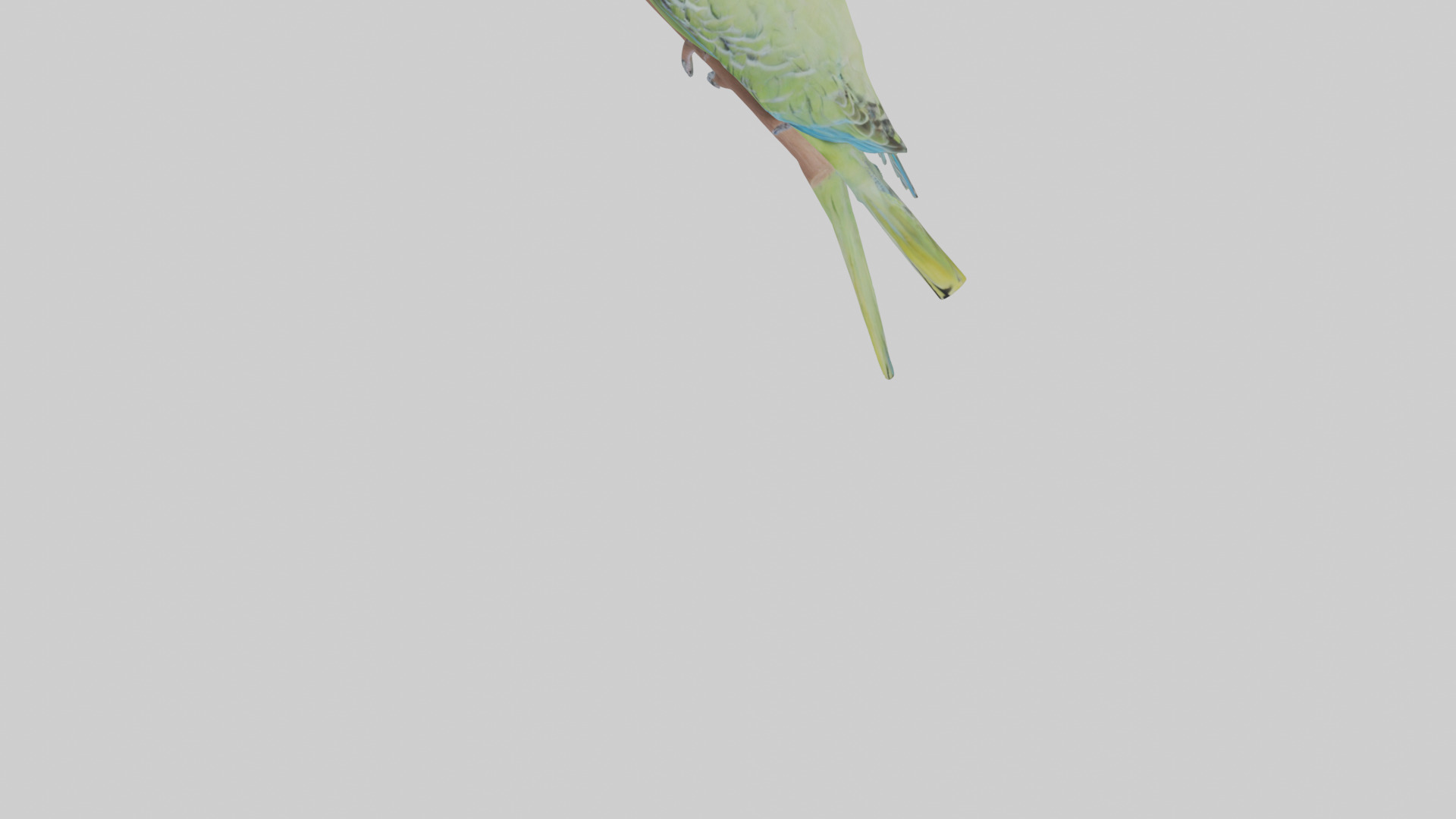 Parakeet playing model Low-poly 3D model_5