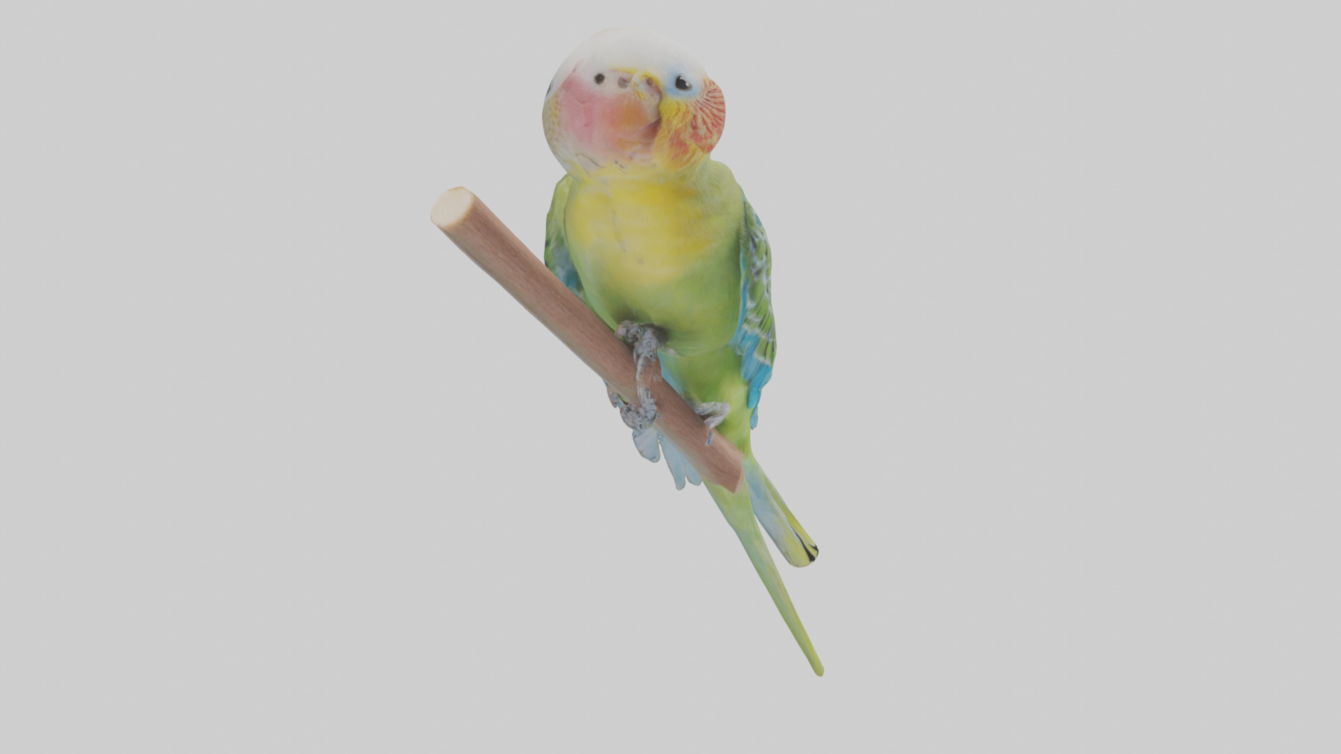 Parakeet playing model Low-poly 3D model_11