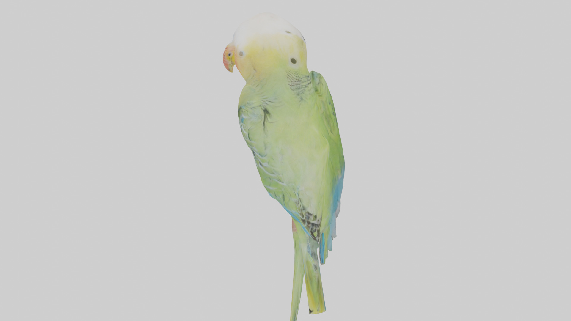 Parakeet playing model Low-poly 3D model_17