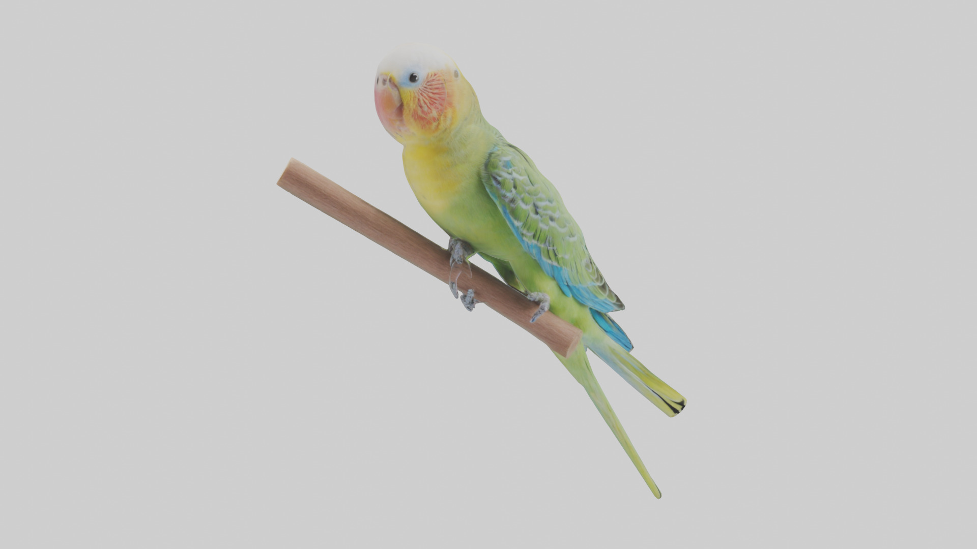 Parakeet playing model Low-poly 3D model_9
