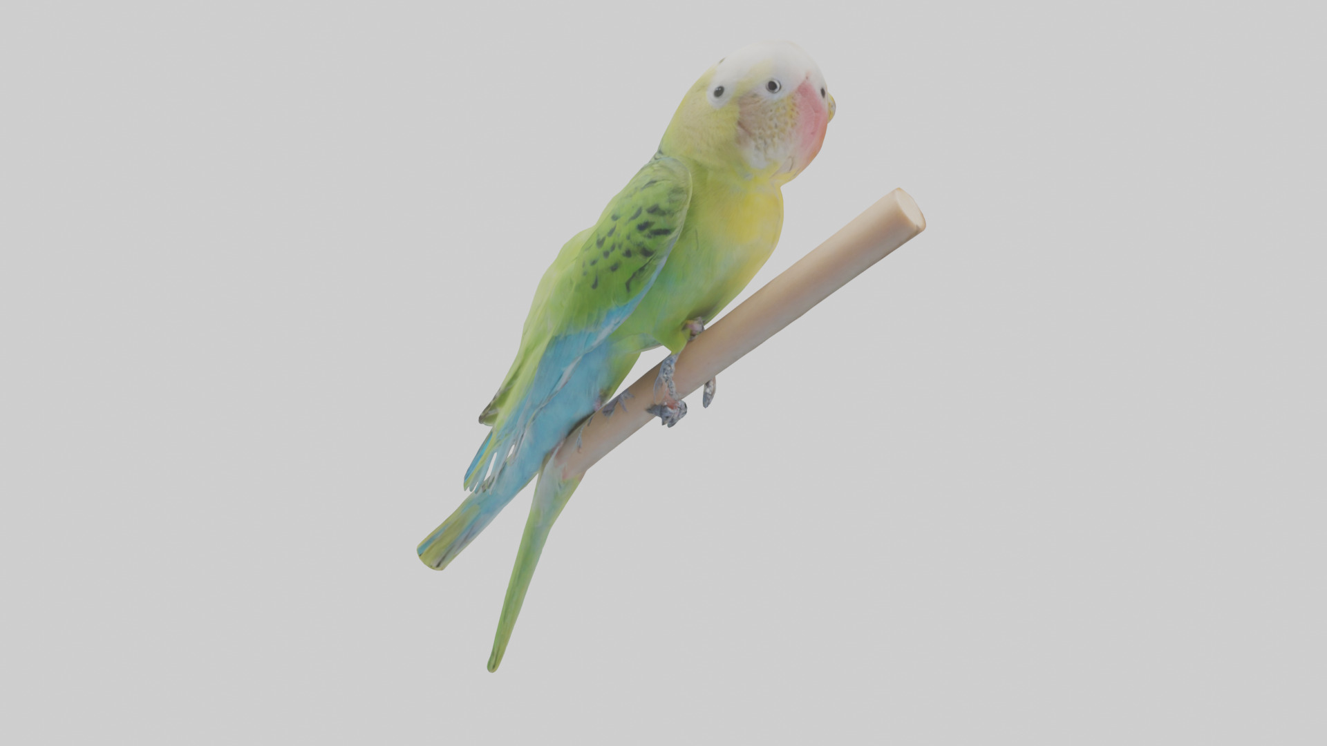 Parakeet playing model Low-poly 3D model_2