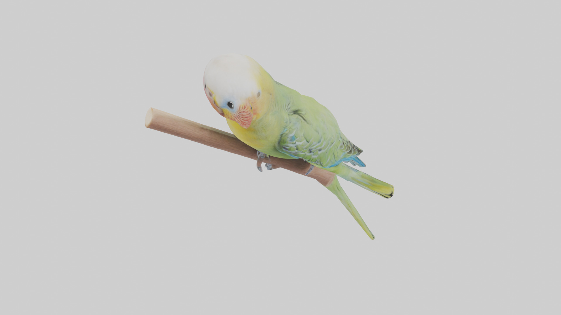 Parakeet playing model Low-poly 3D model_16