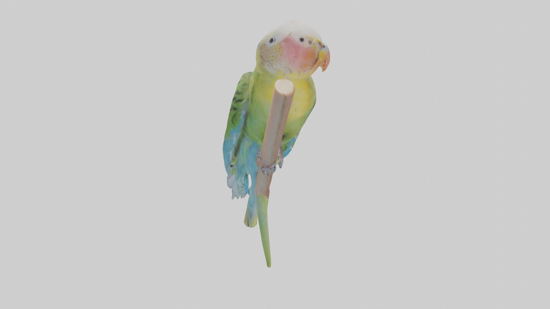 Parakeet playing model Low-poly 3D model_13