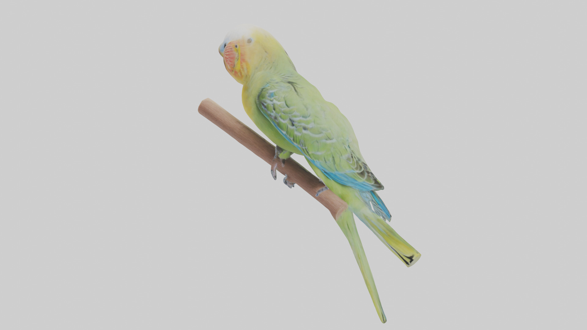 Parakeet playing model Low-poly 3D model_10