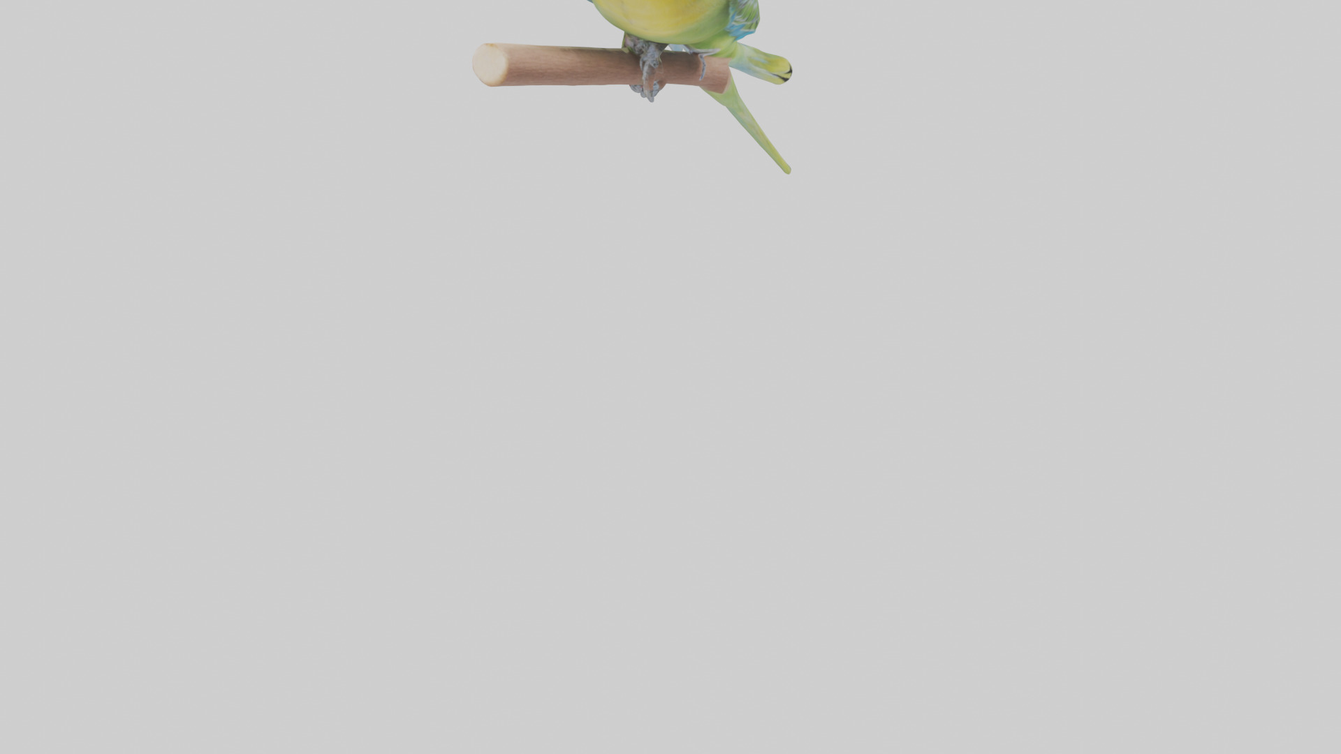Parakeet playing model Low-poly 3D model_6