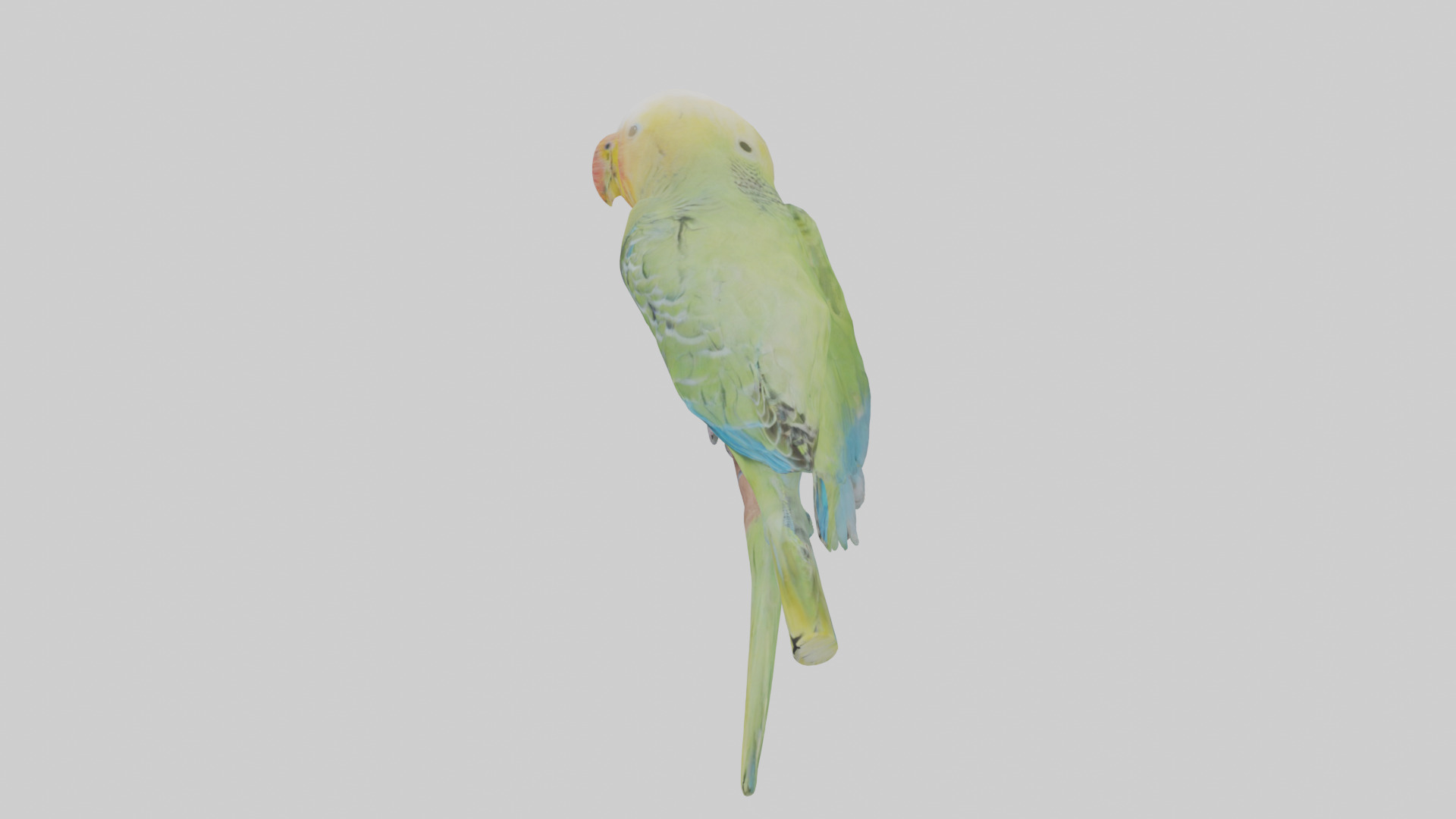 Parakeet playing model Low-poly 3D model_12