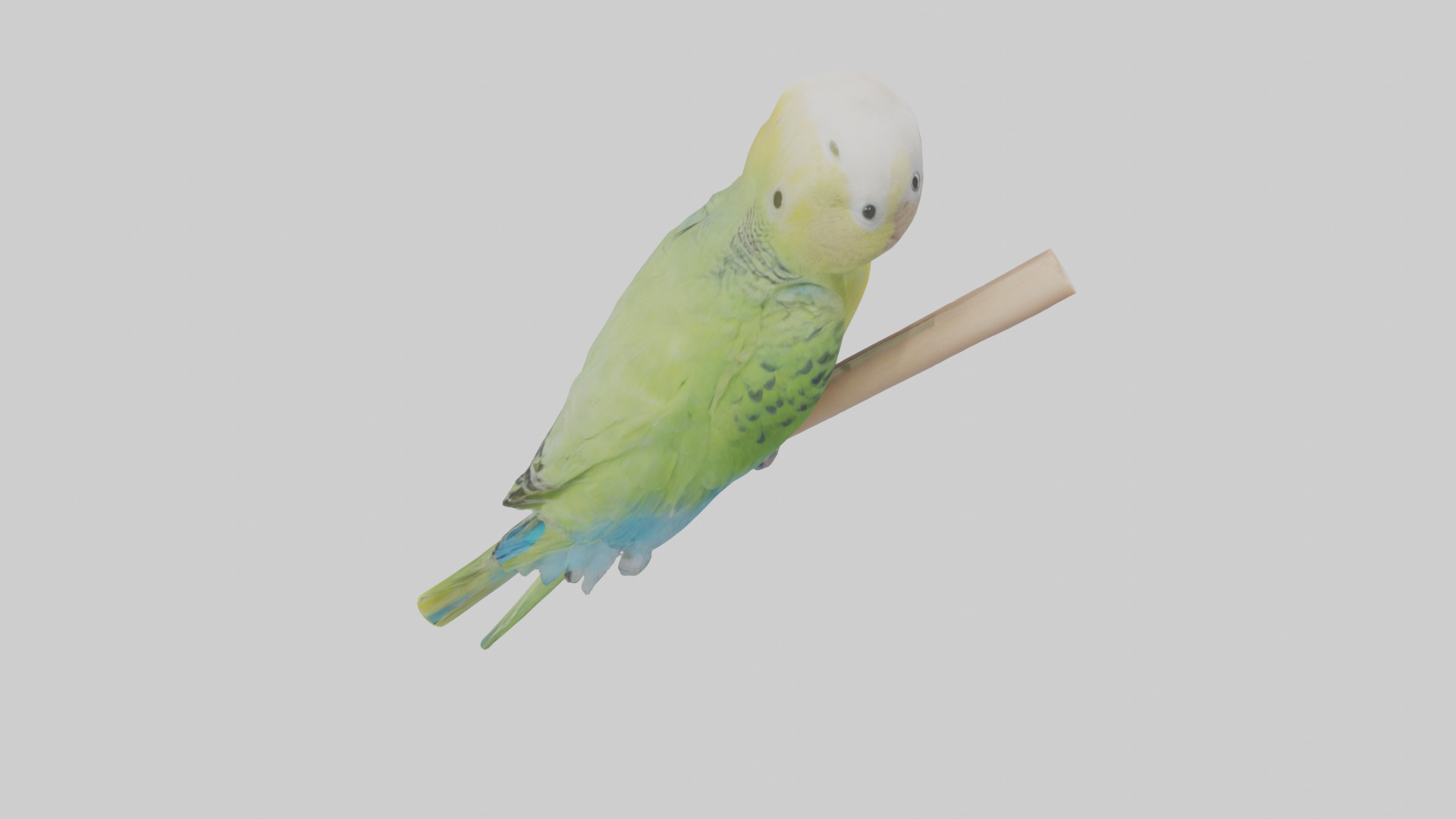 Parakeet playing model Low-poly 3D model_15