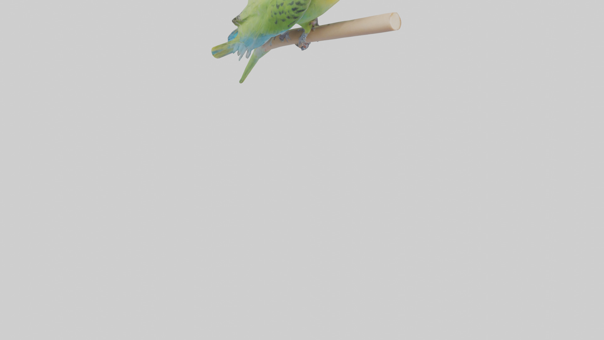 Parakeet playing model Low-poly 3D model_4