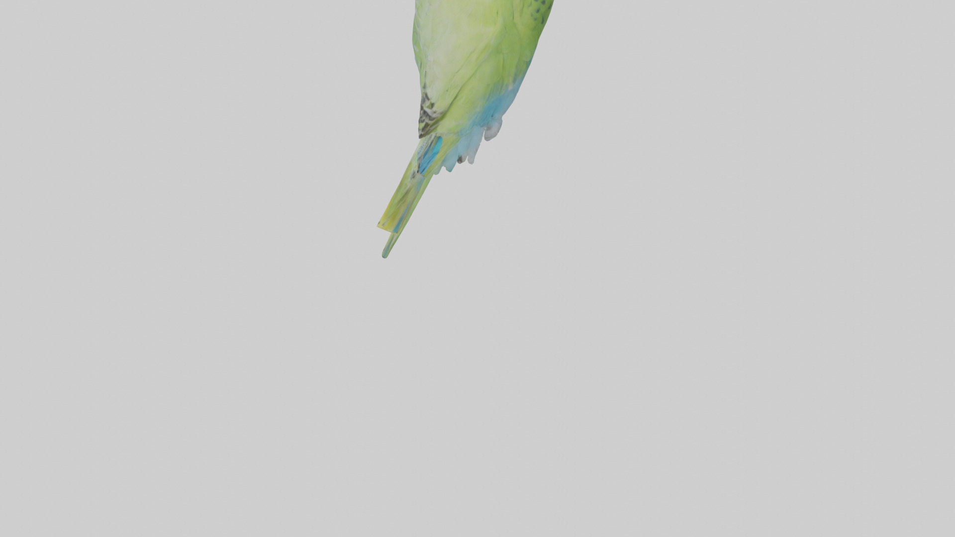 Parakeet playing model Low-poly 3D model_3