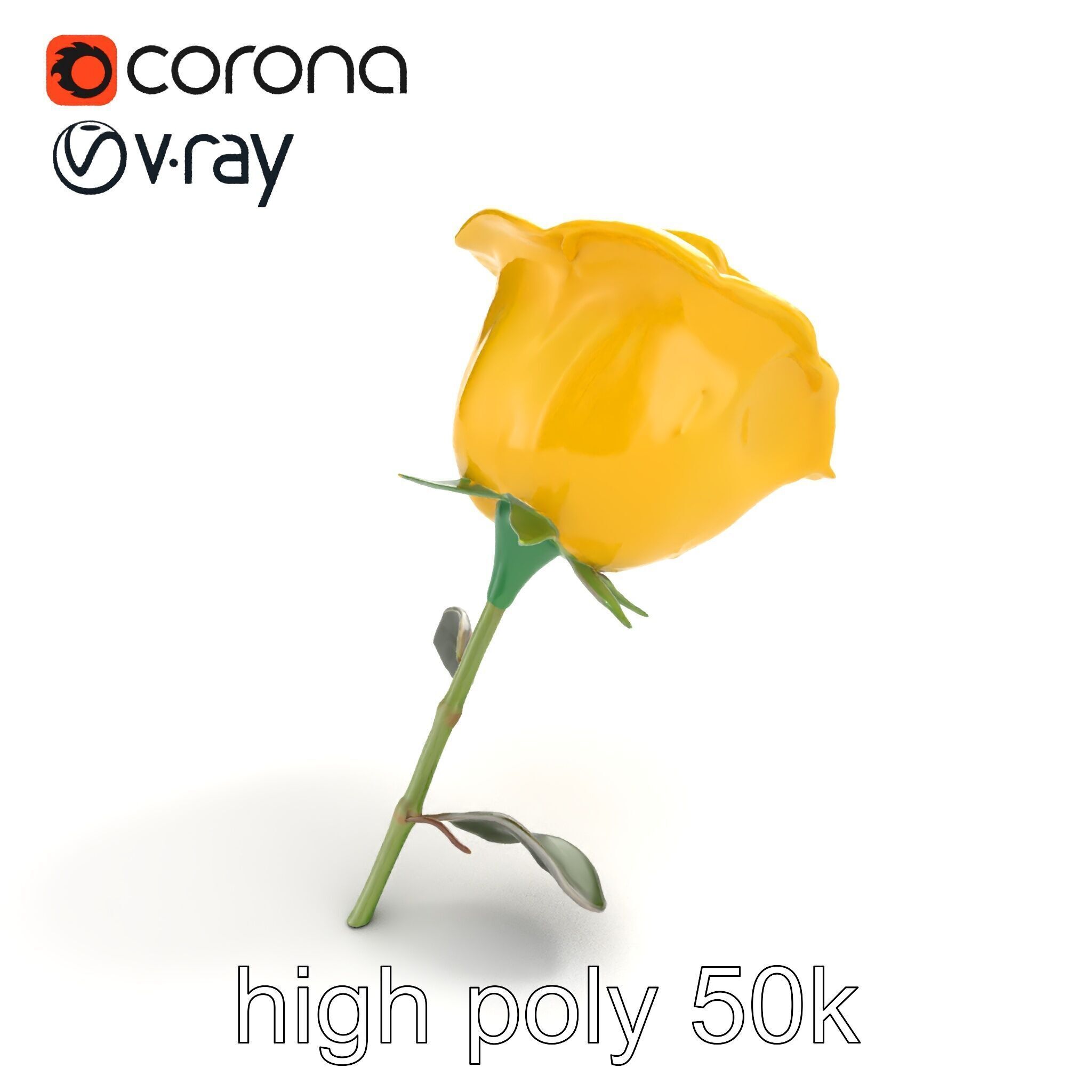 Rosa Foetida Yellow Rose Detailed Model Pack Low-poly 3D model_9