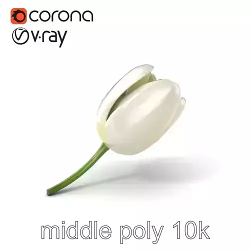 Tulip White Petal Pure Detailed Model Pack Low-poly 3D model