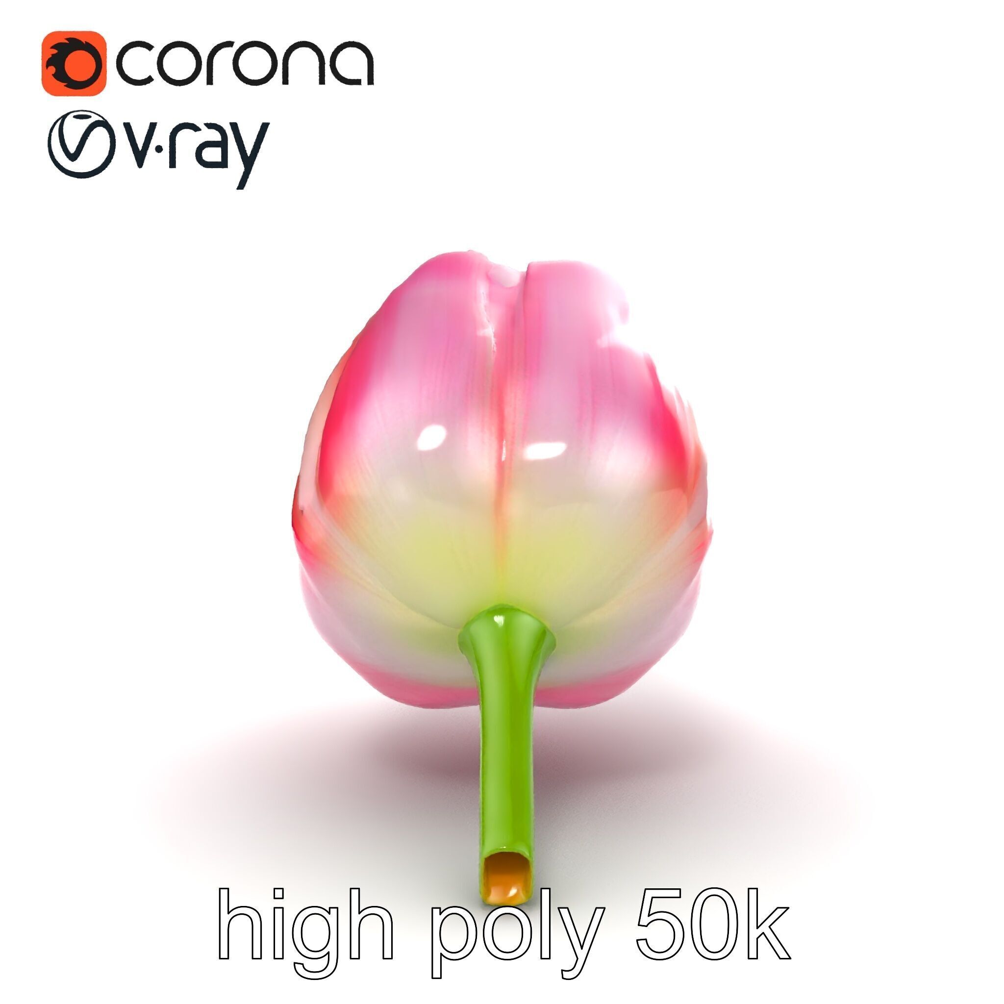 Pink Tulip Flower Realistic Model Pack Low-poly 3D model_13