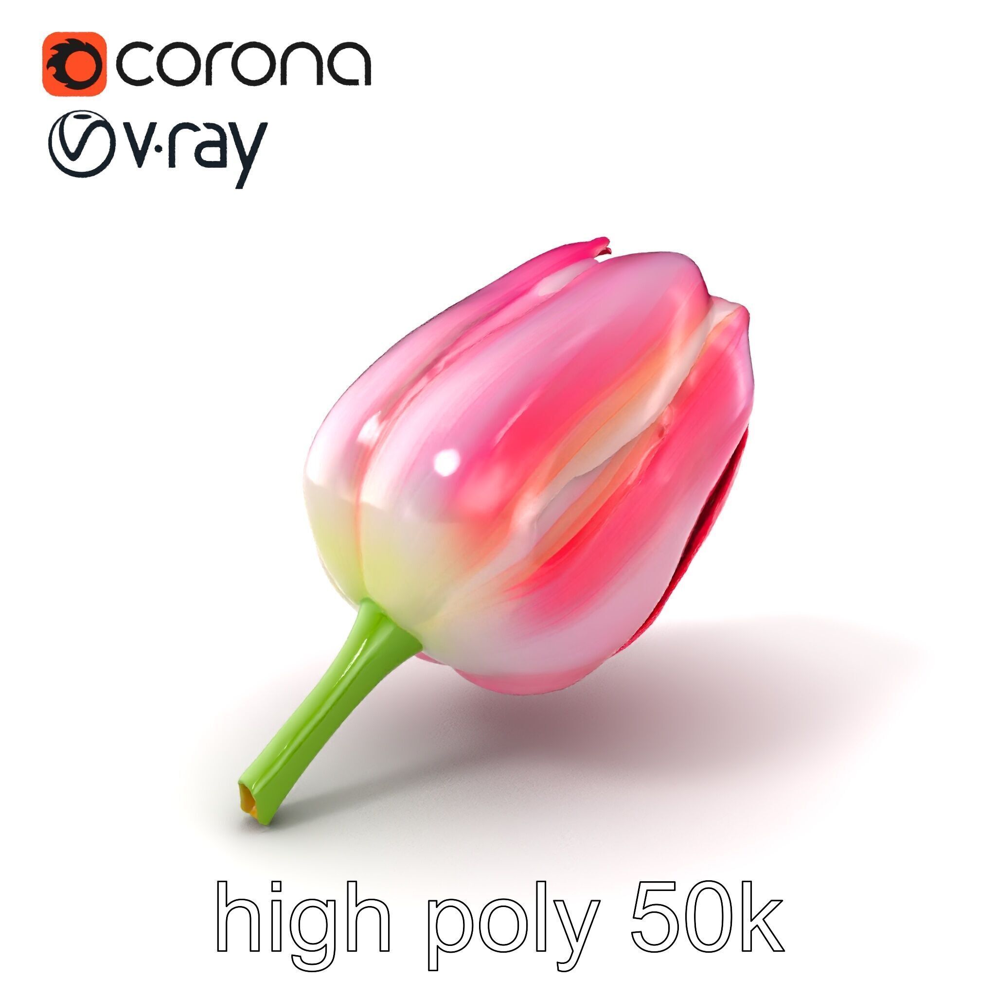 Pink Tulip Flower Realistic Model Pack Low-poly 3D model_2