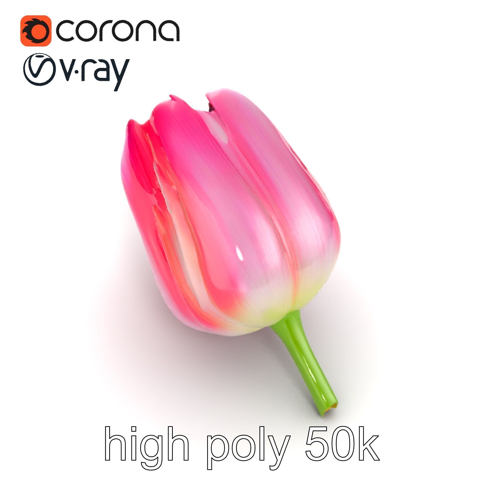 Pink Tulip Flower Realistic Model Pack Low-poly 3D model_28