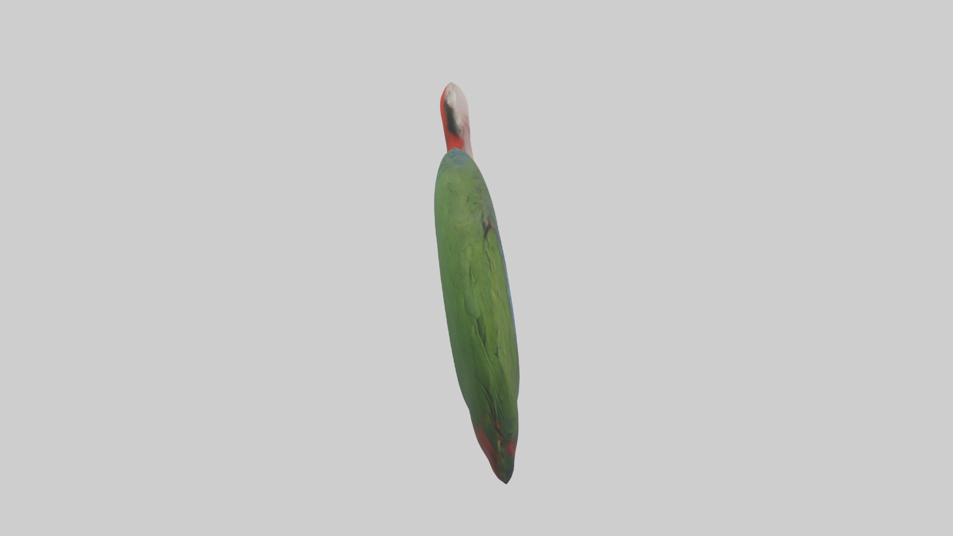 Parrot Lungs Low-poly 3D model_13