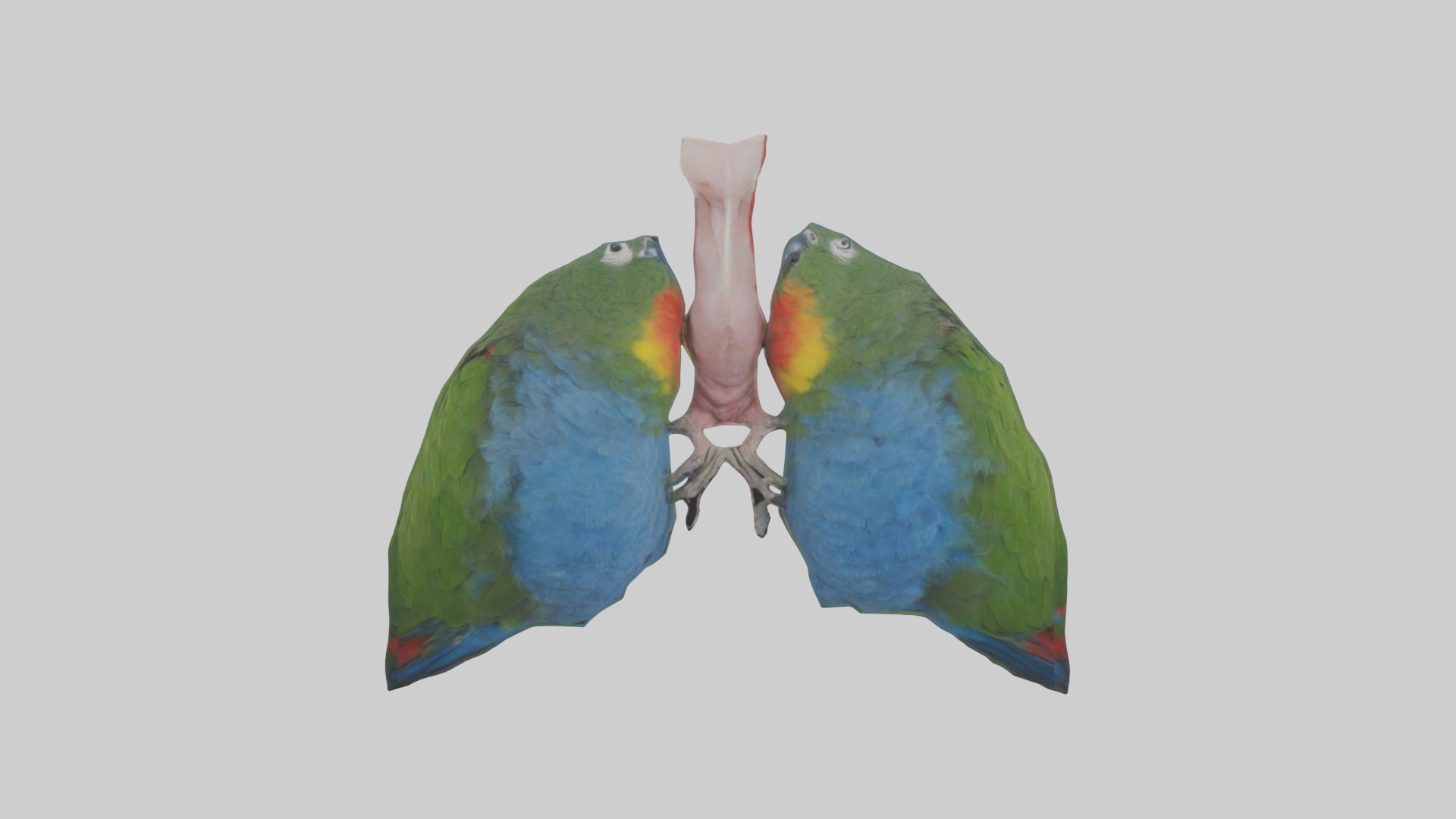 Parrot Lungs Low-poly 3D model_9