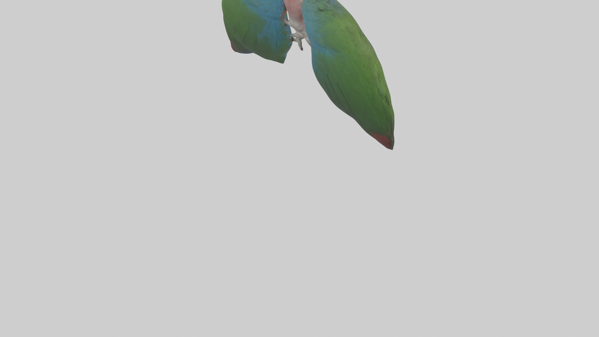 Parrot Lungs Low-poly 3D model_4