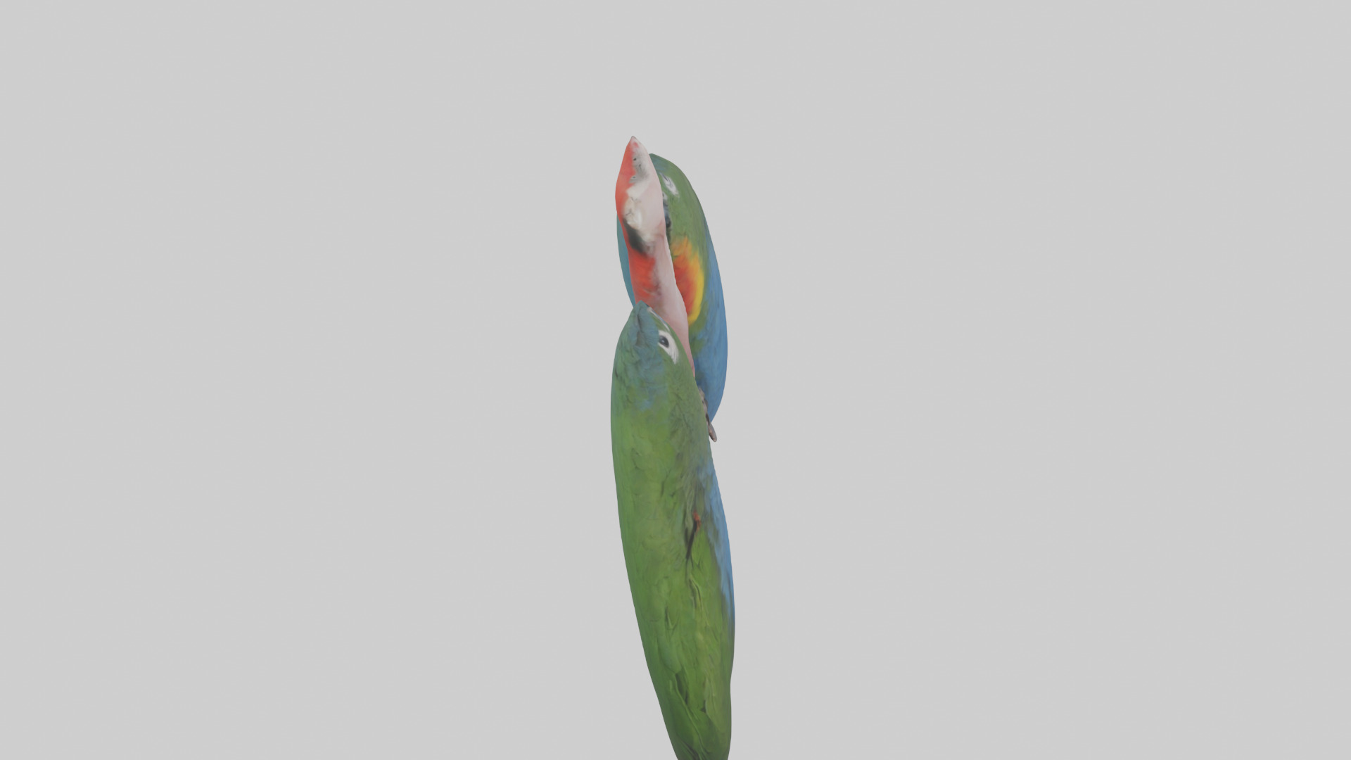 Parrot Lungs Low-poly 3D model_18