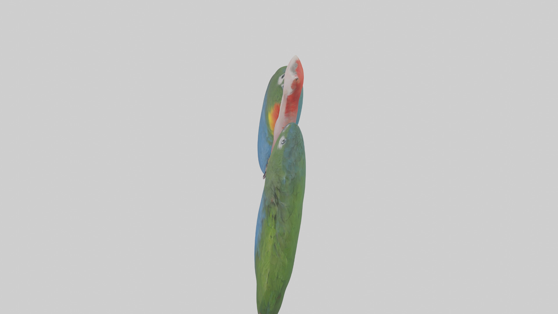 Parrot Lungs Low-poly 3D model_17