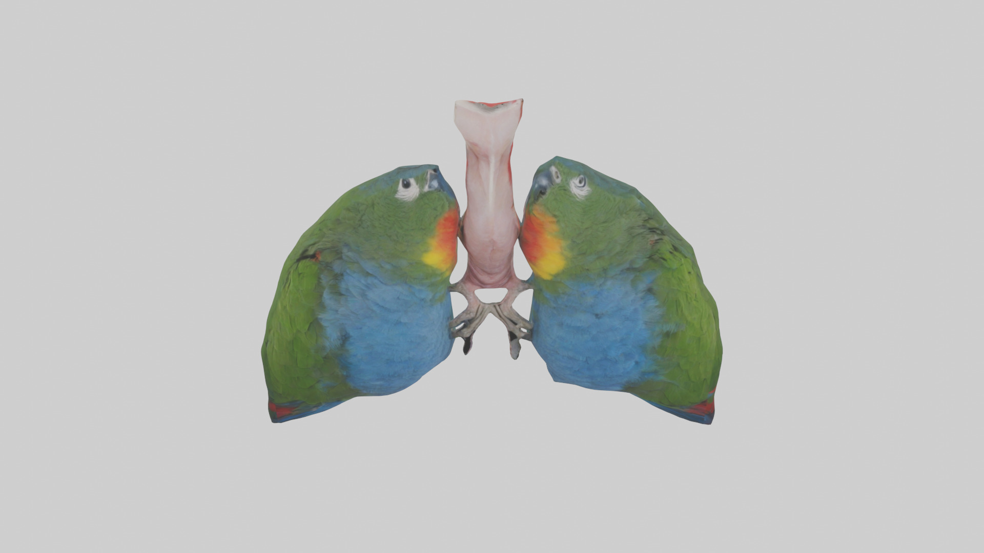 Parrot Lungs Low-poly 3D model_16