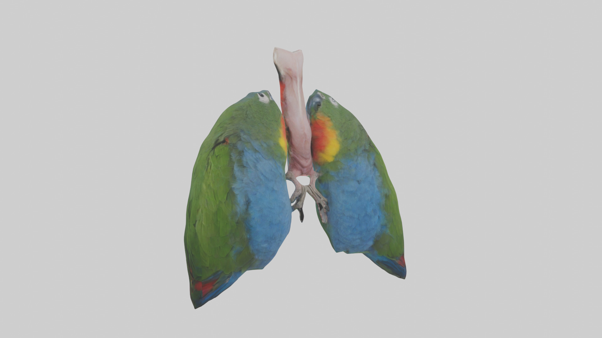 Parrot Lungs Low-poly 3D model_11