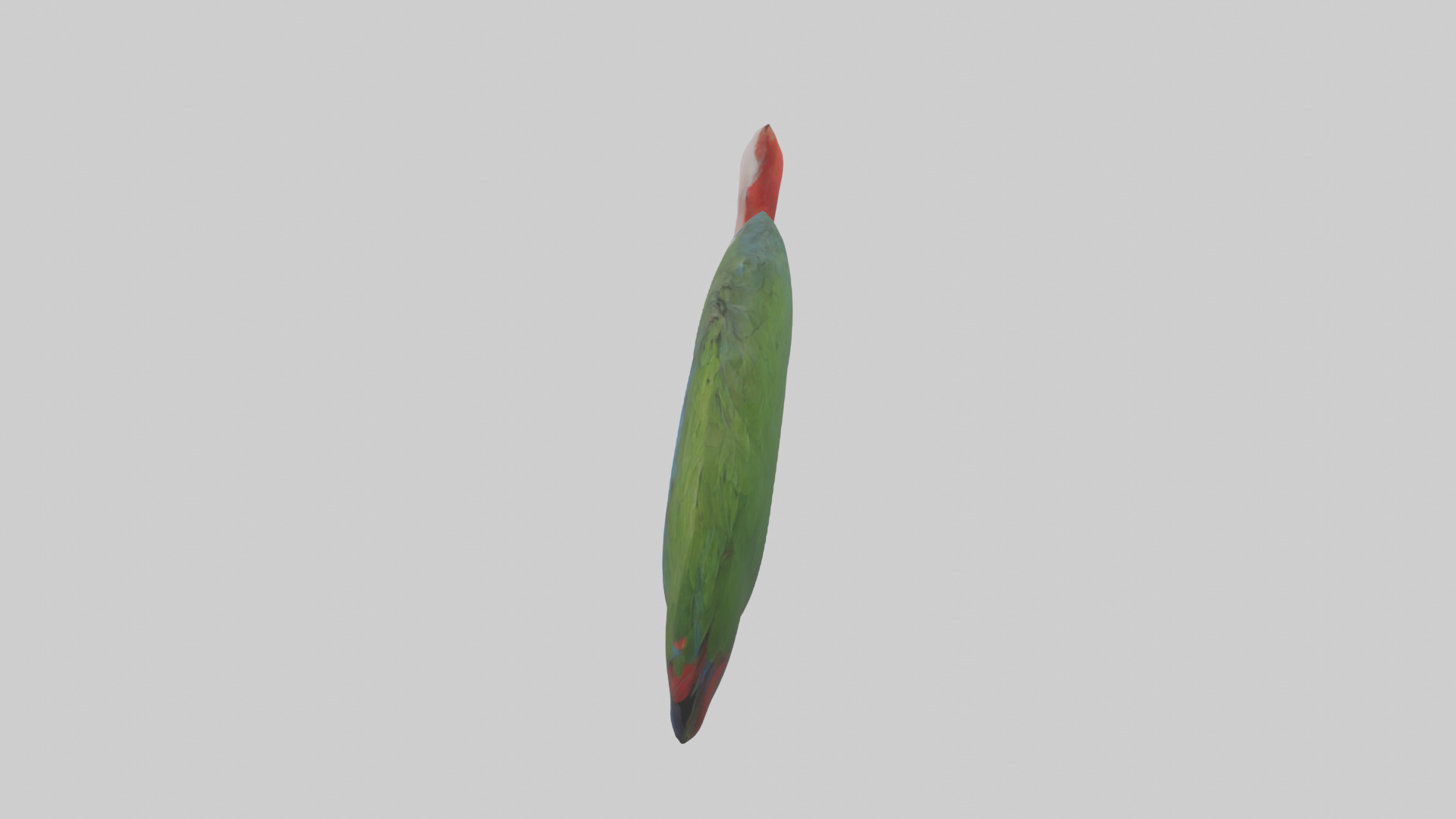 Parrot Lungs Low-poly 3D model_12