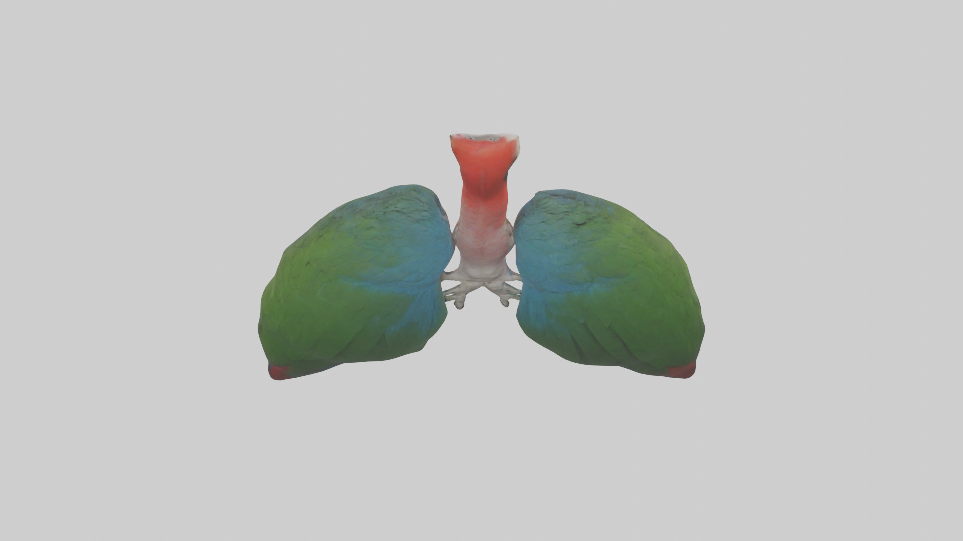 Parrot Lungs Low-poly 3D model_15