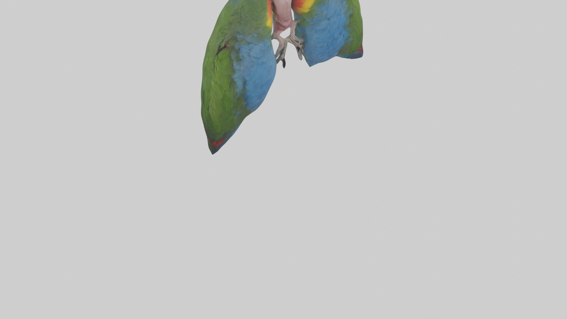 Parrot Lungs Low-poly 3D model_6
