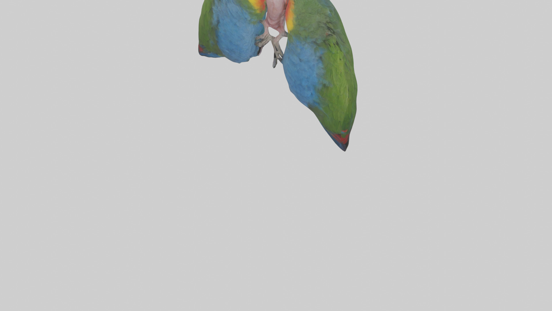 Parrot Lungs Low-poly 3D model_5