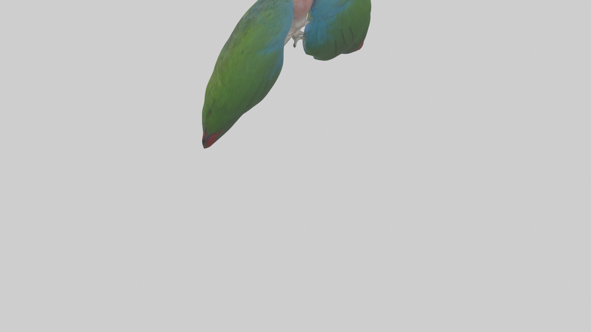 Parrot Lungs Low-poly 3D model_3